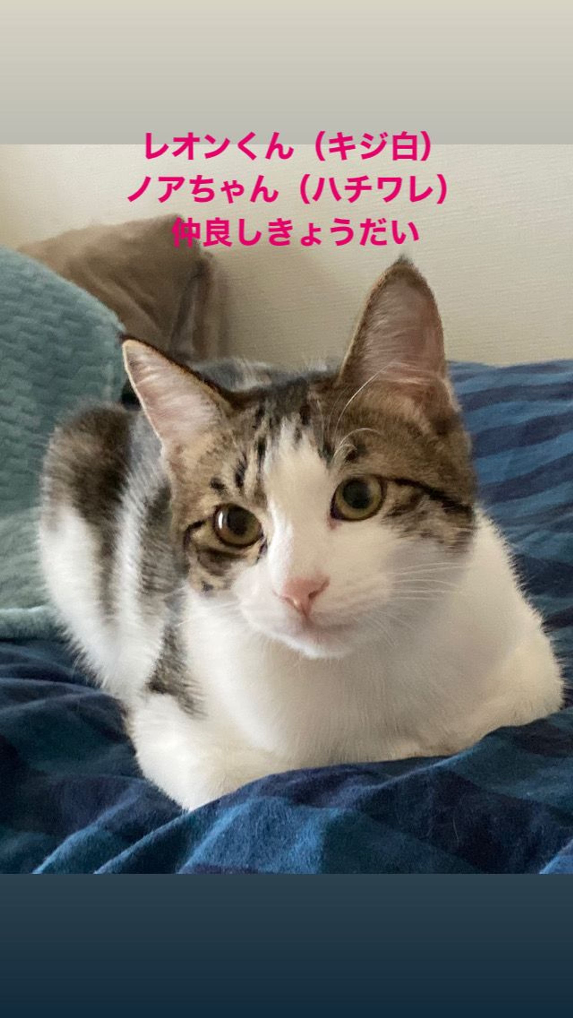 雑種（ミックス猫）・オスの里親募集の写真