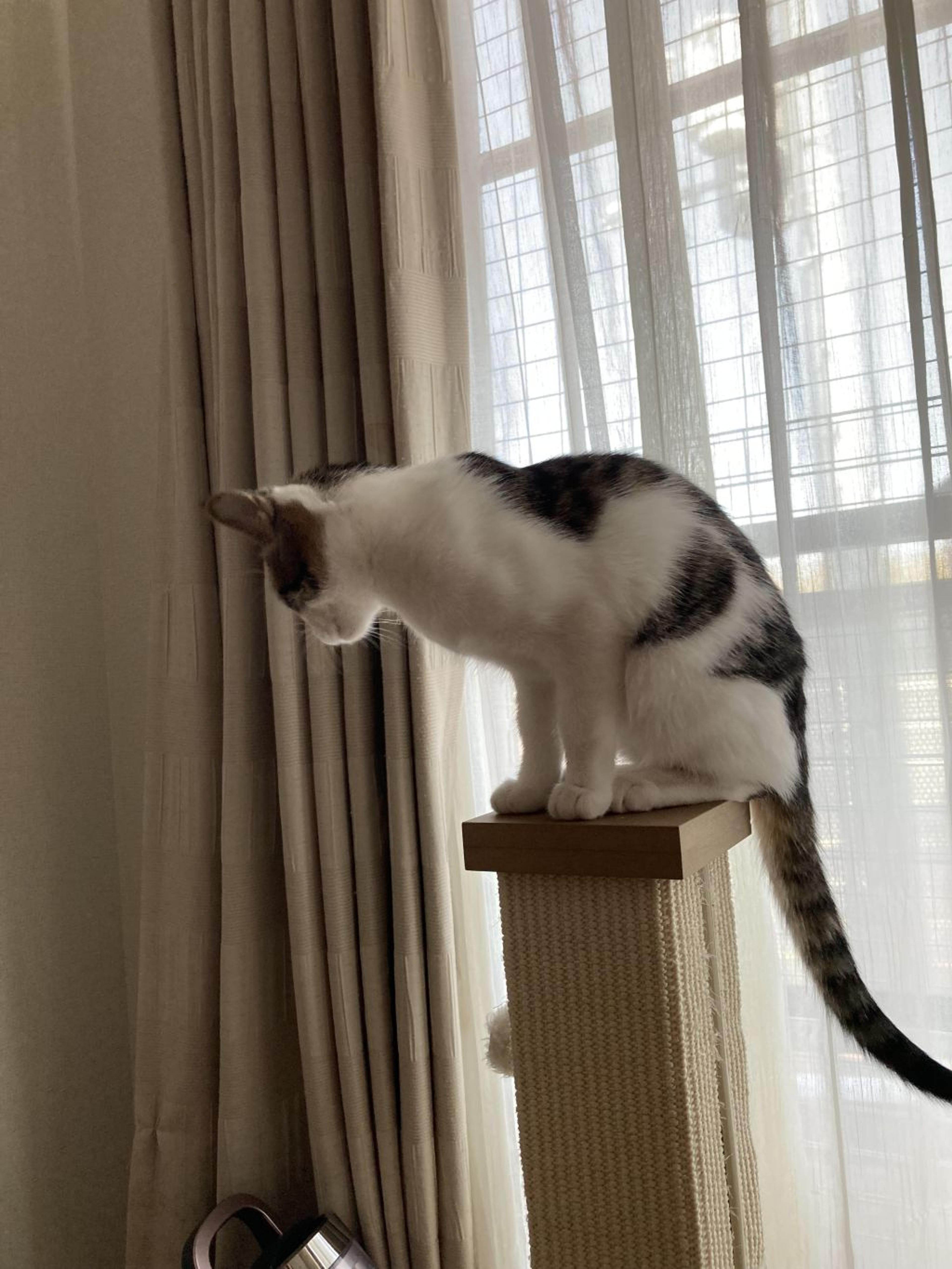 pet-image-4