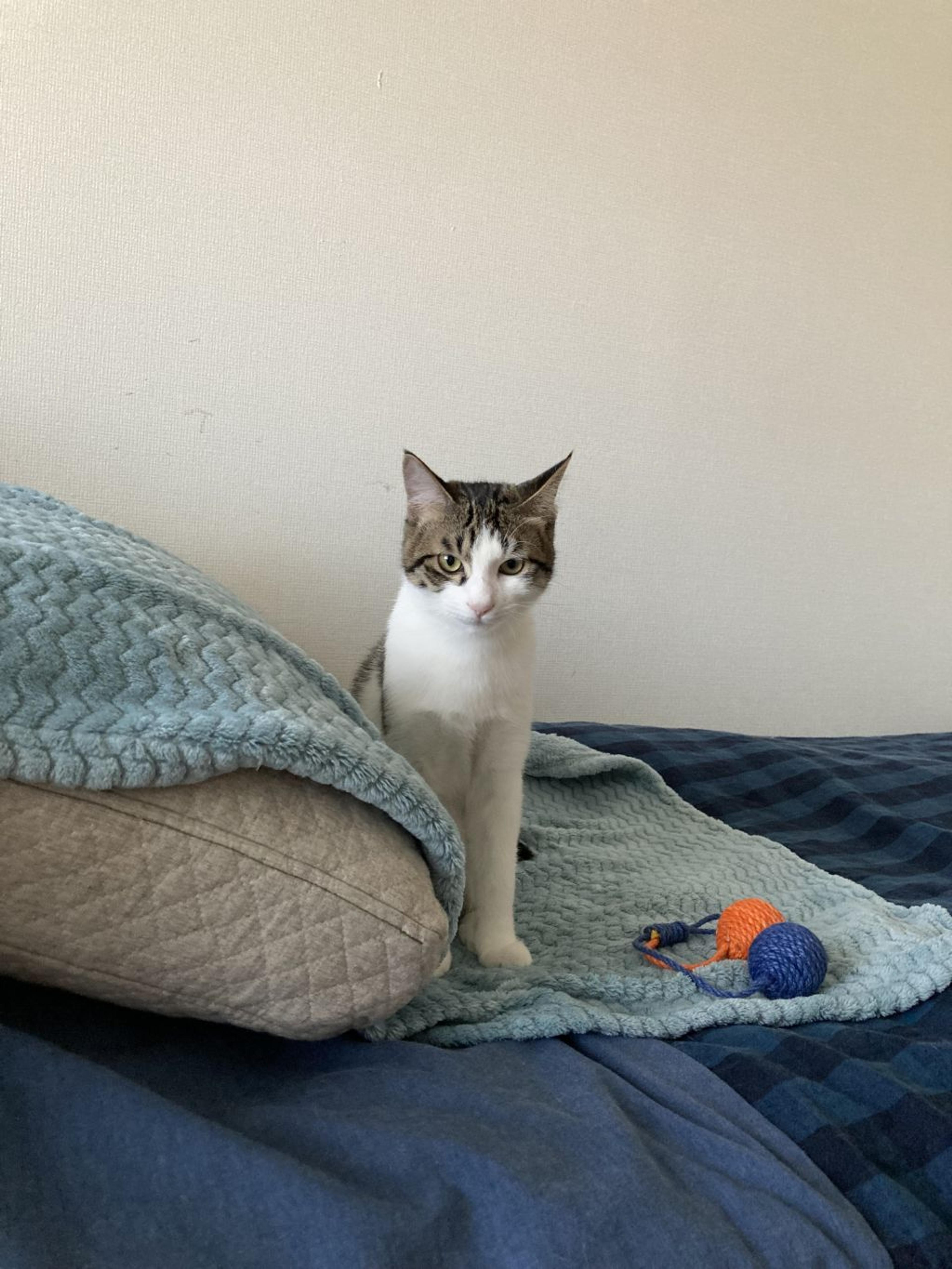 pet-image-5
