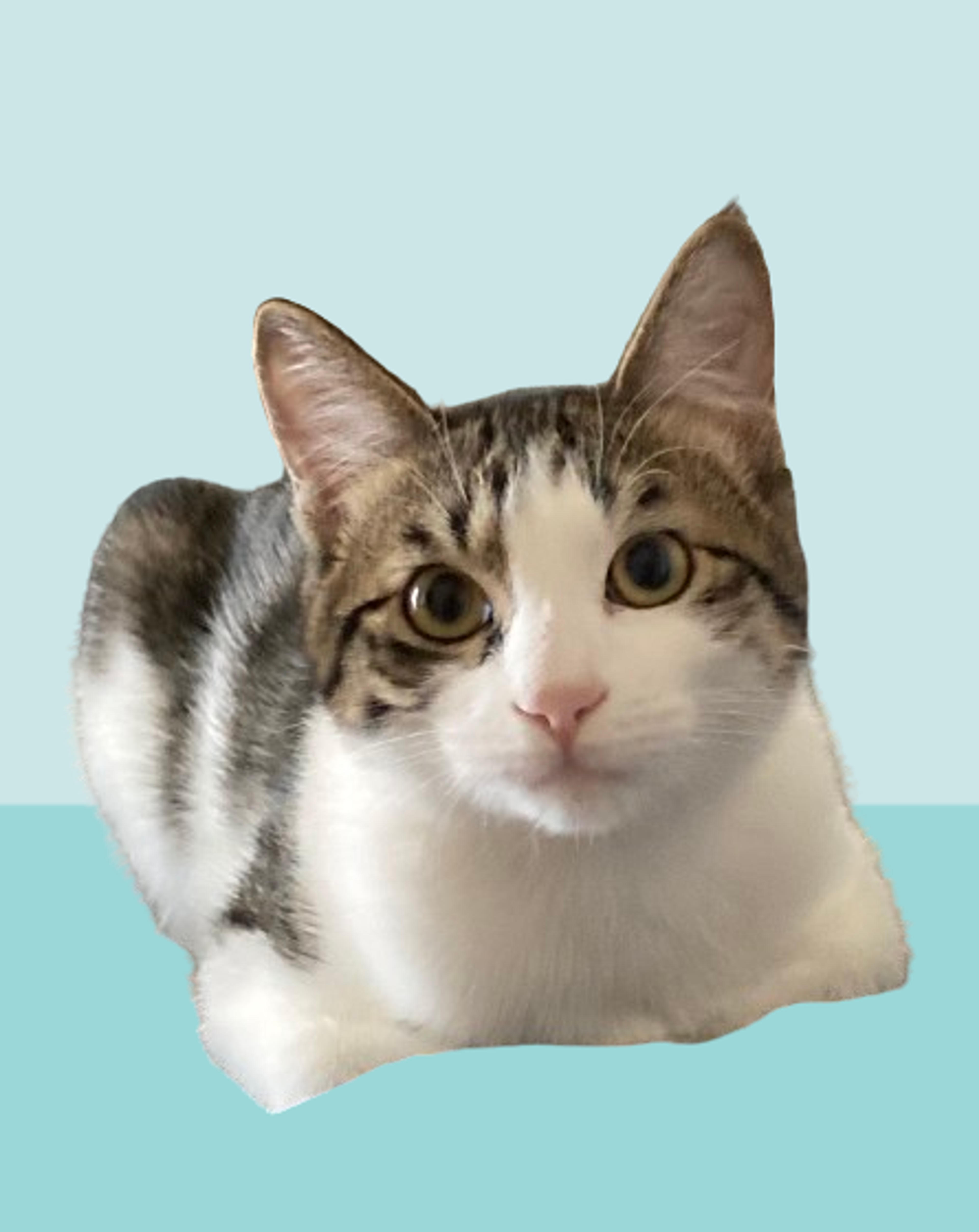 pet-image-6