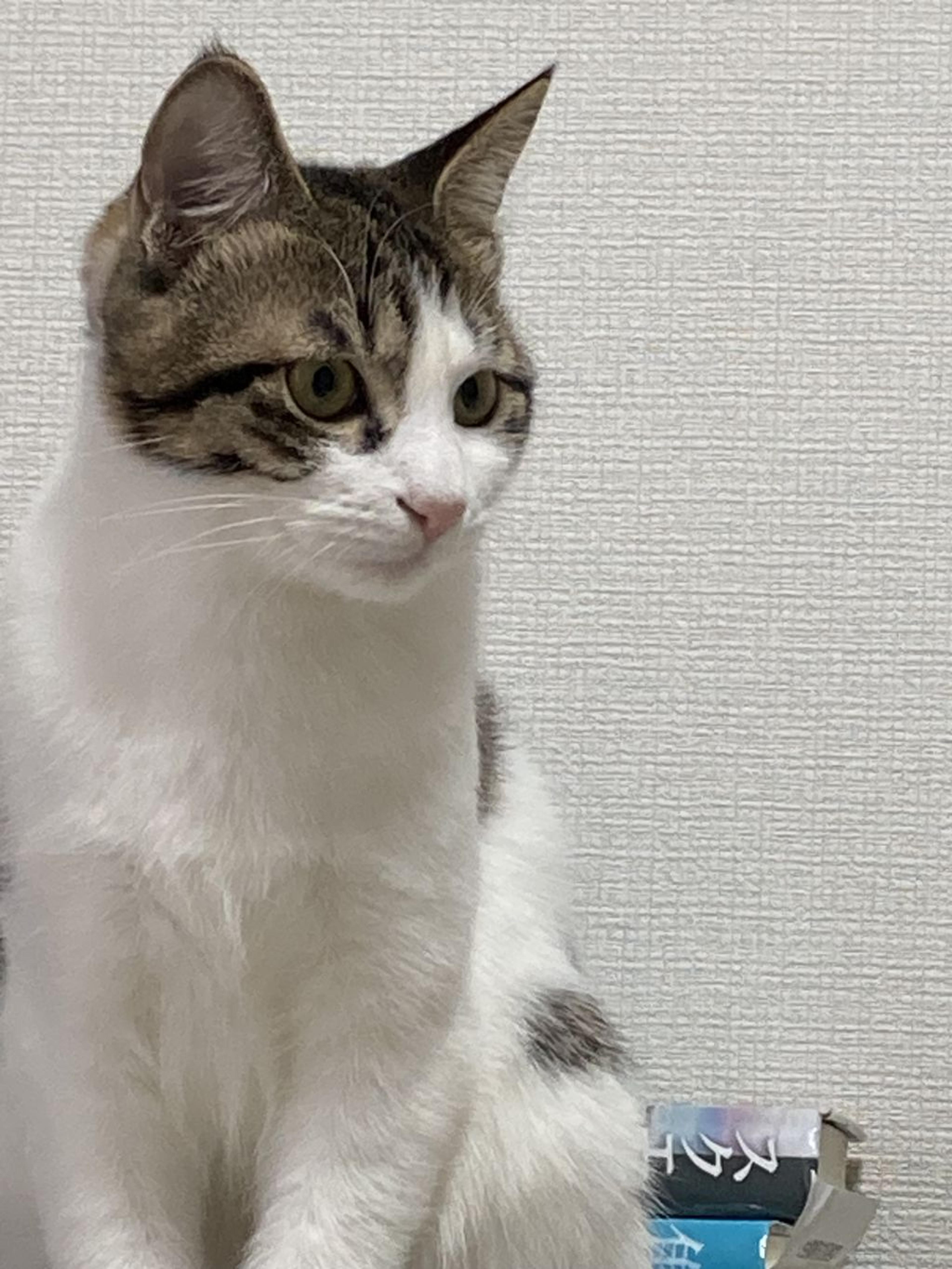 pet-image-3