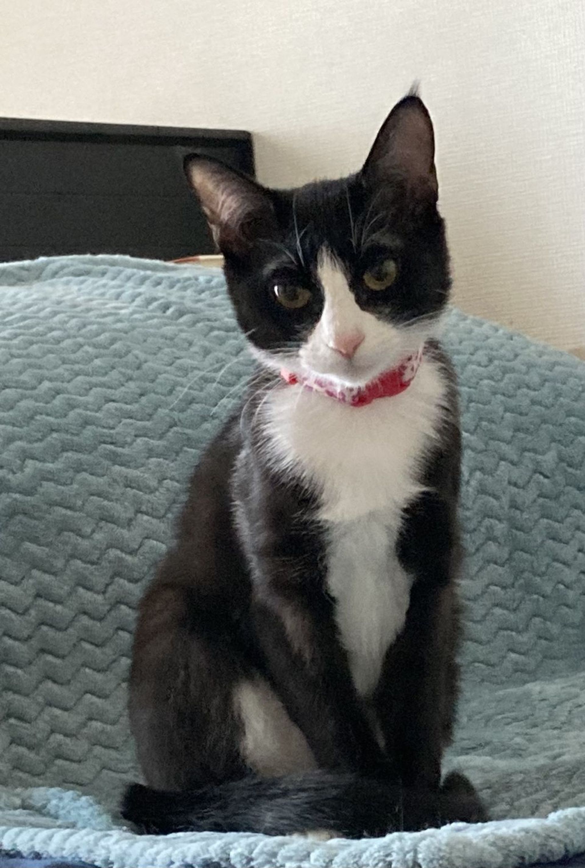 雑種（ミックス猫）・メスの里親募集の写真