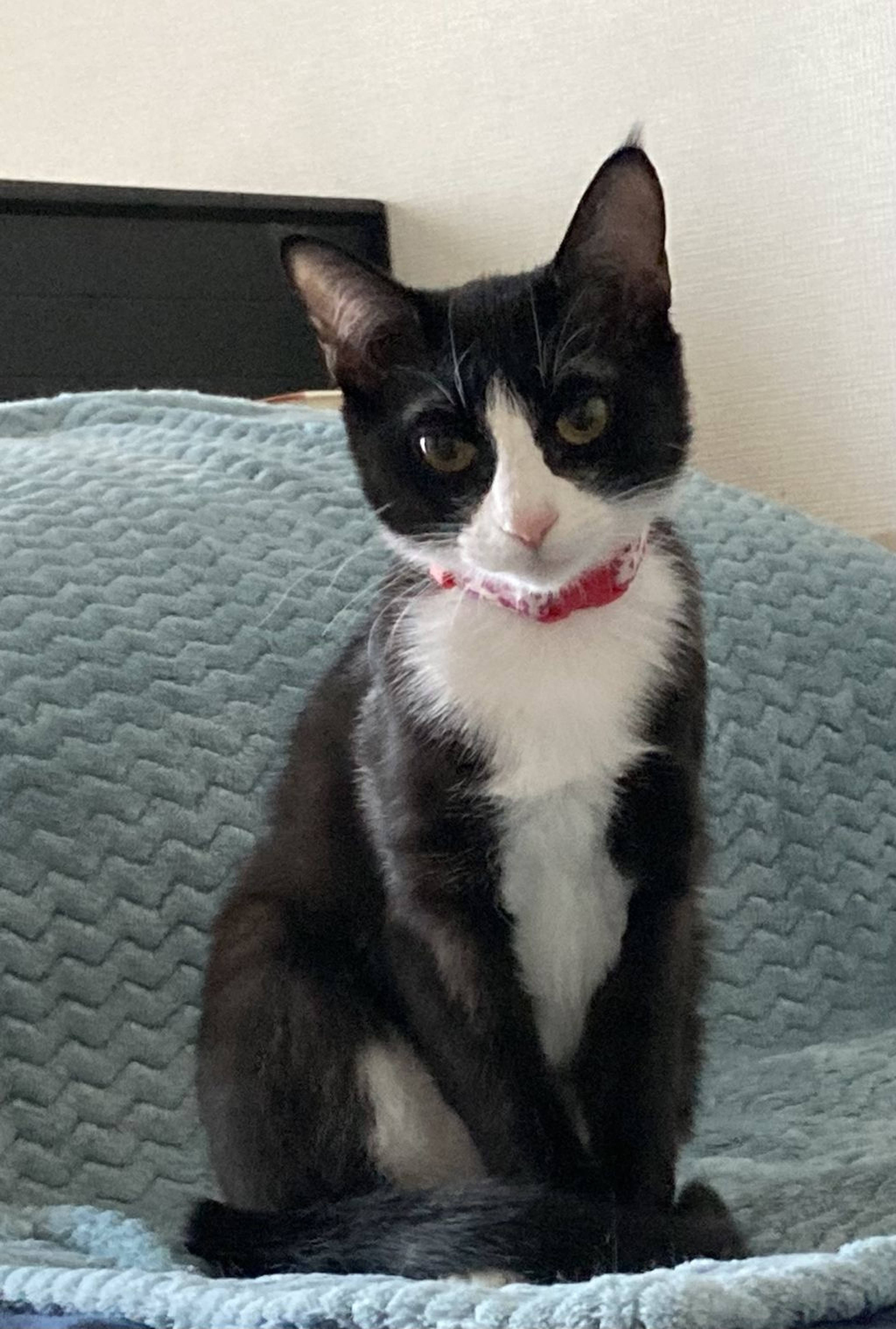 雑種（ミックス猫）・メスの里親募集の写真