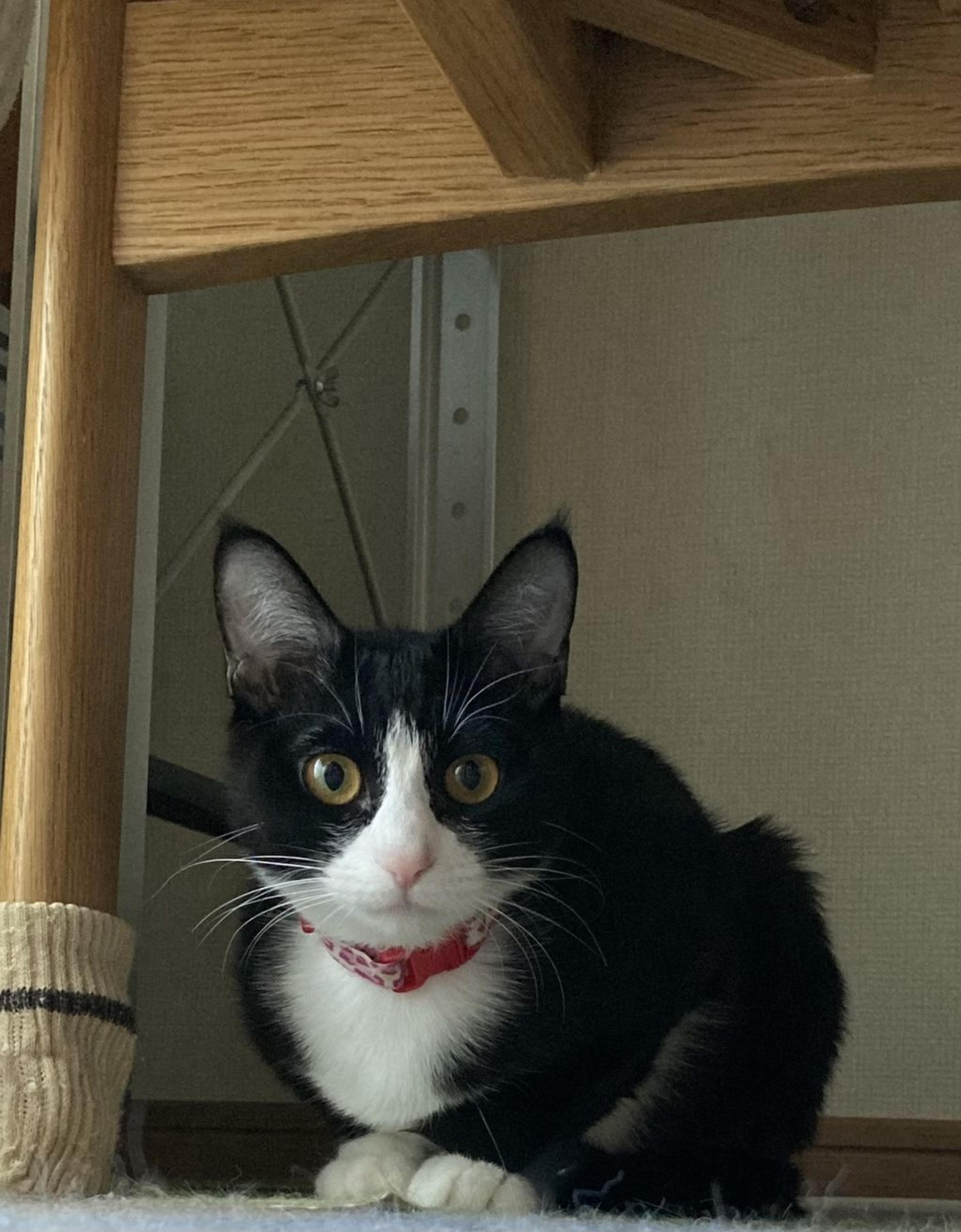 pet-image-3