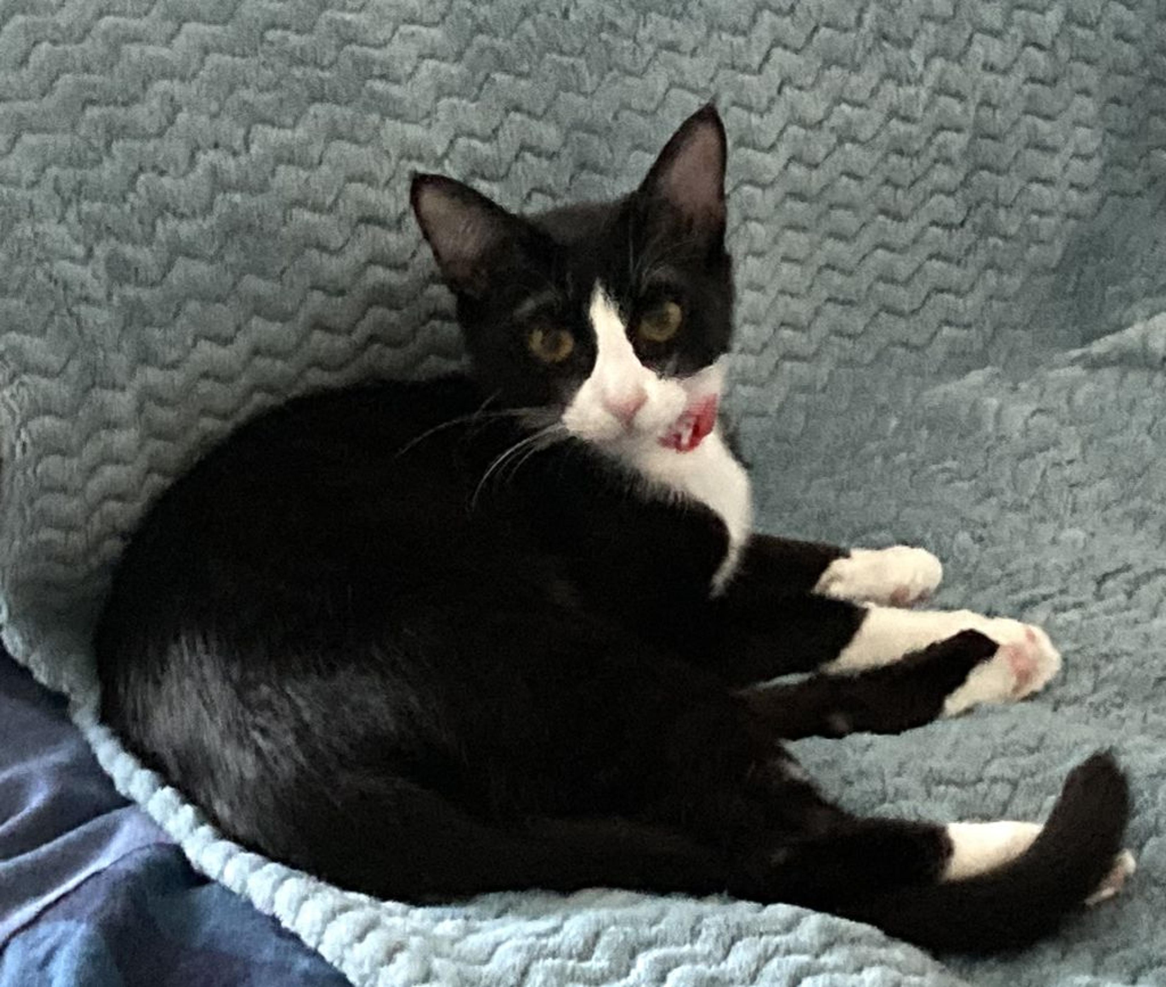 pet-image-4