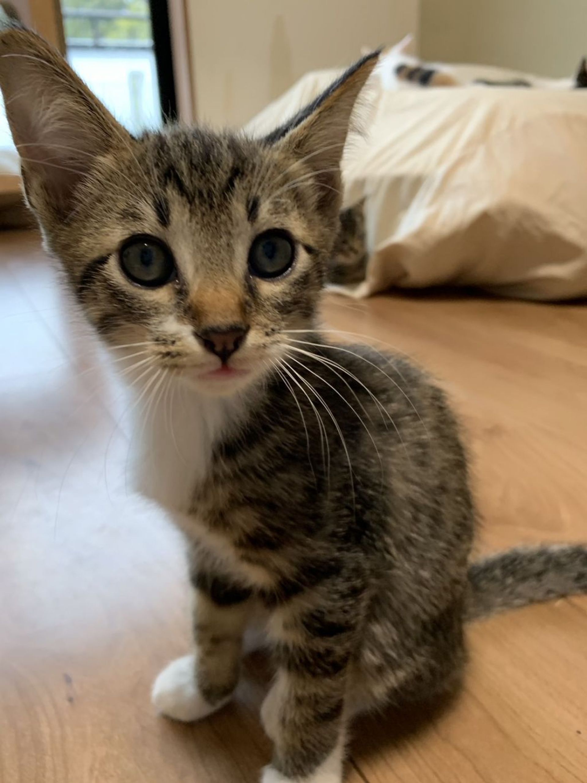 雑種（ミックス猫）・オスの里親募集の写真
