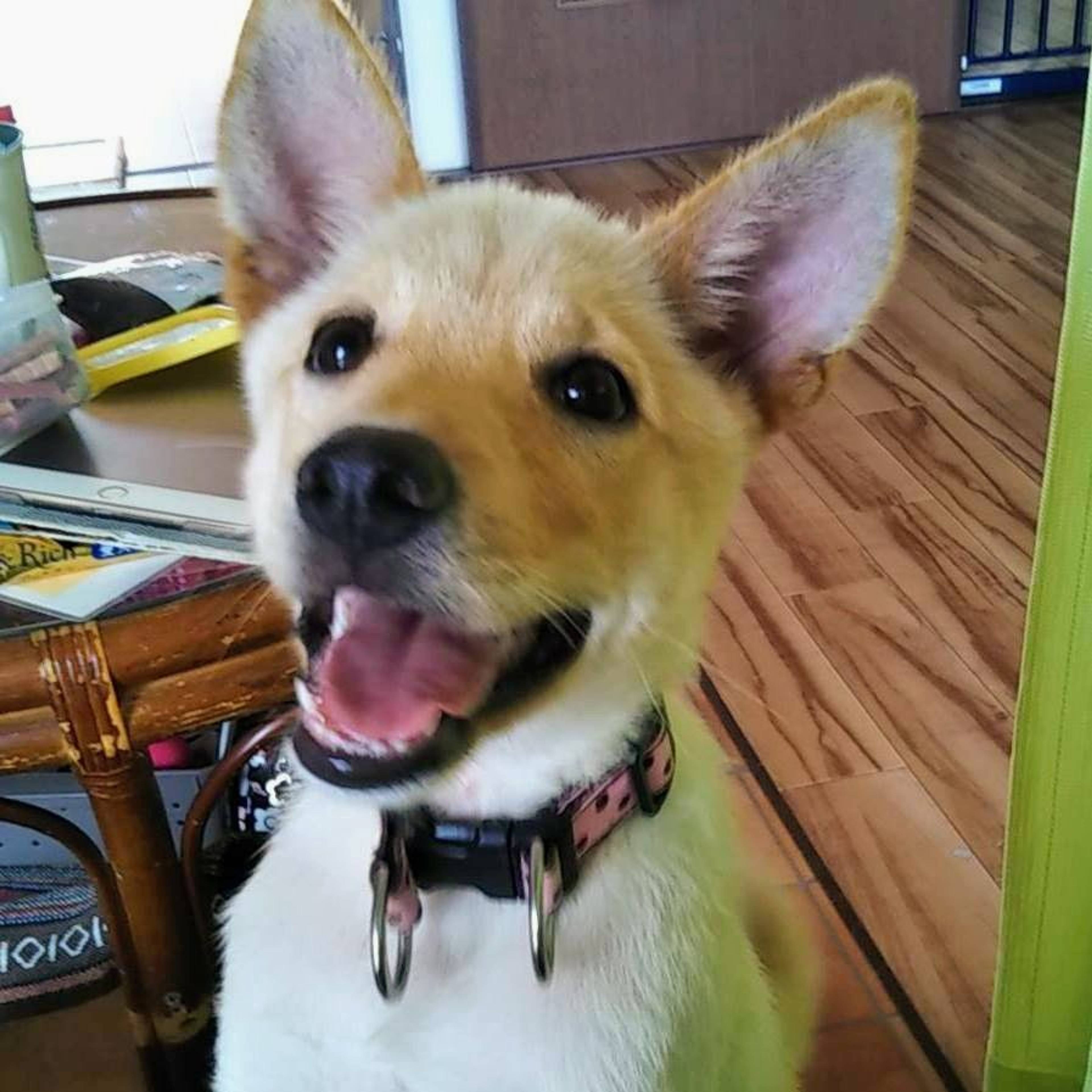 雑種（ミックス犬）・メスの里親募集の写真