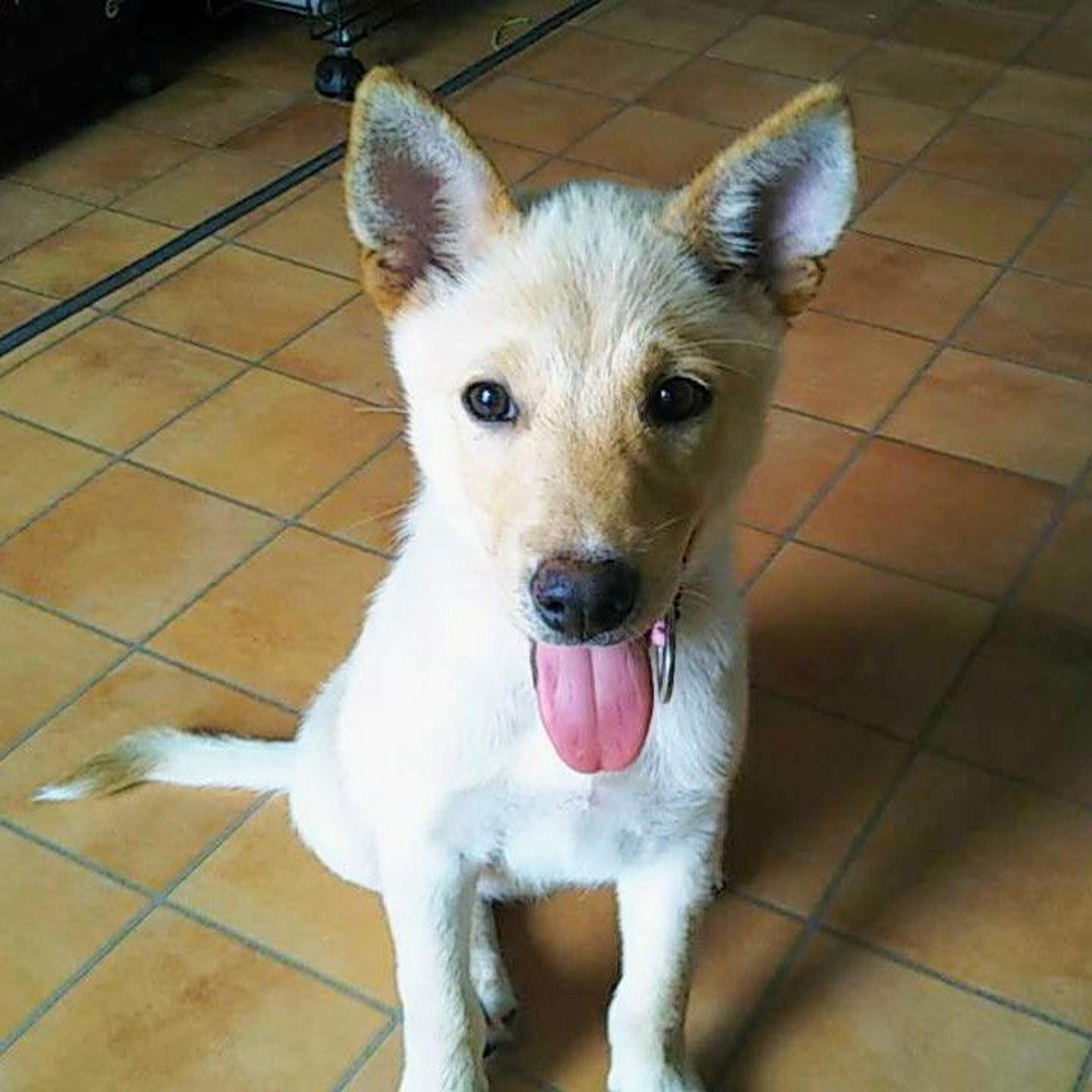 pet-image-2