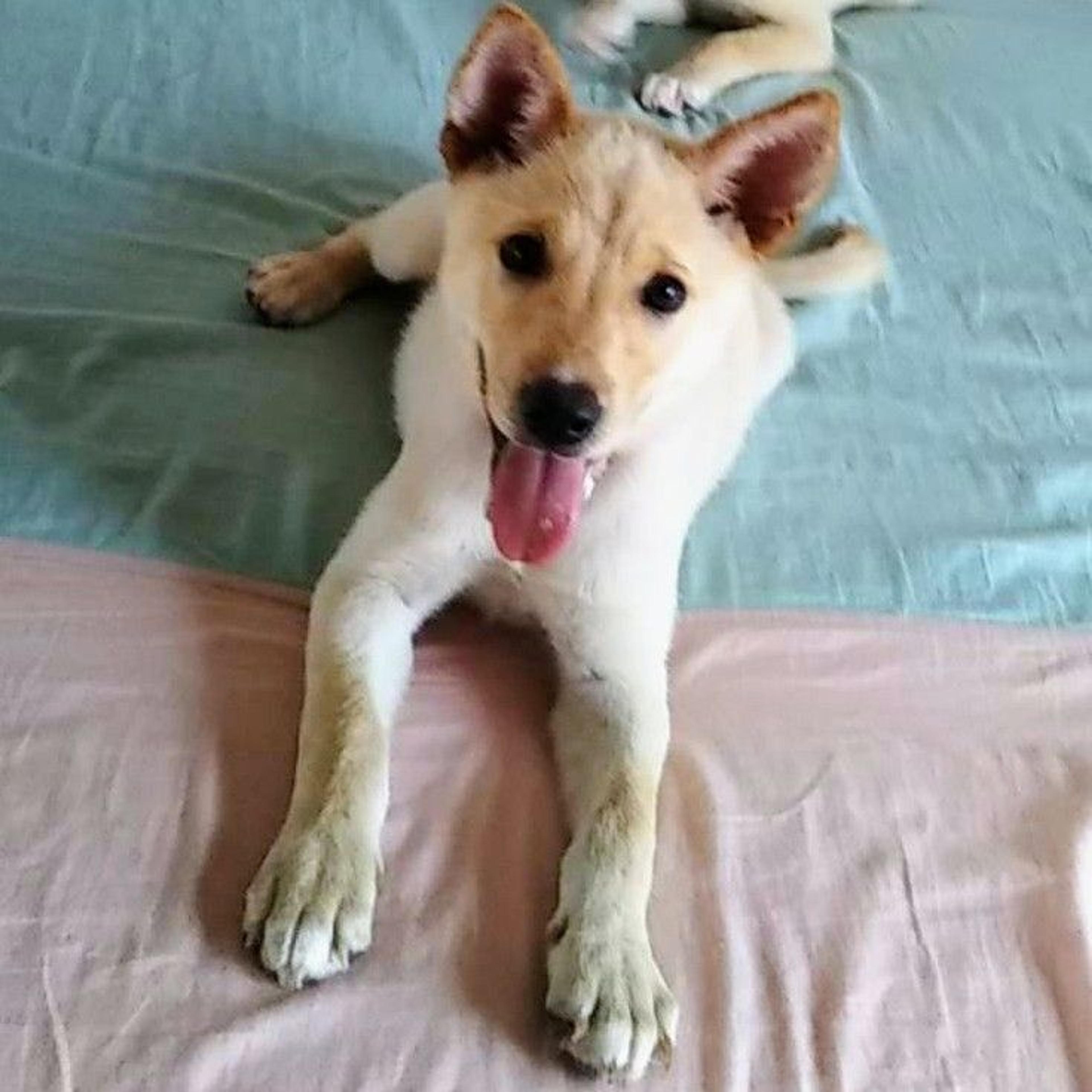 pet-image-4