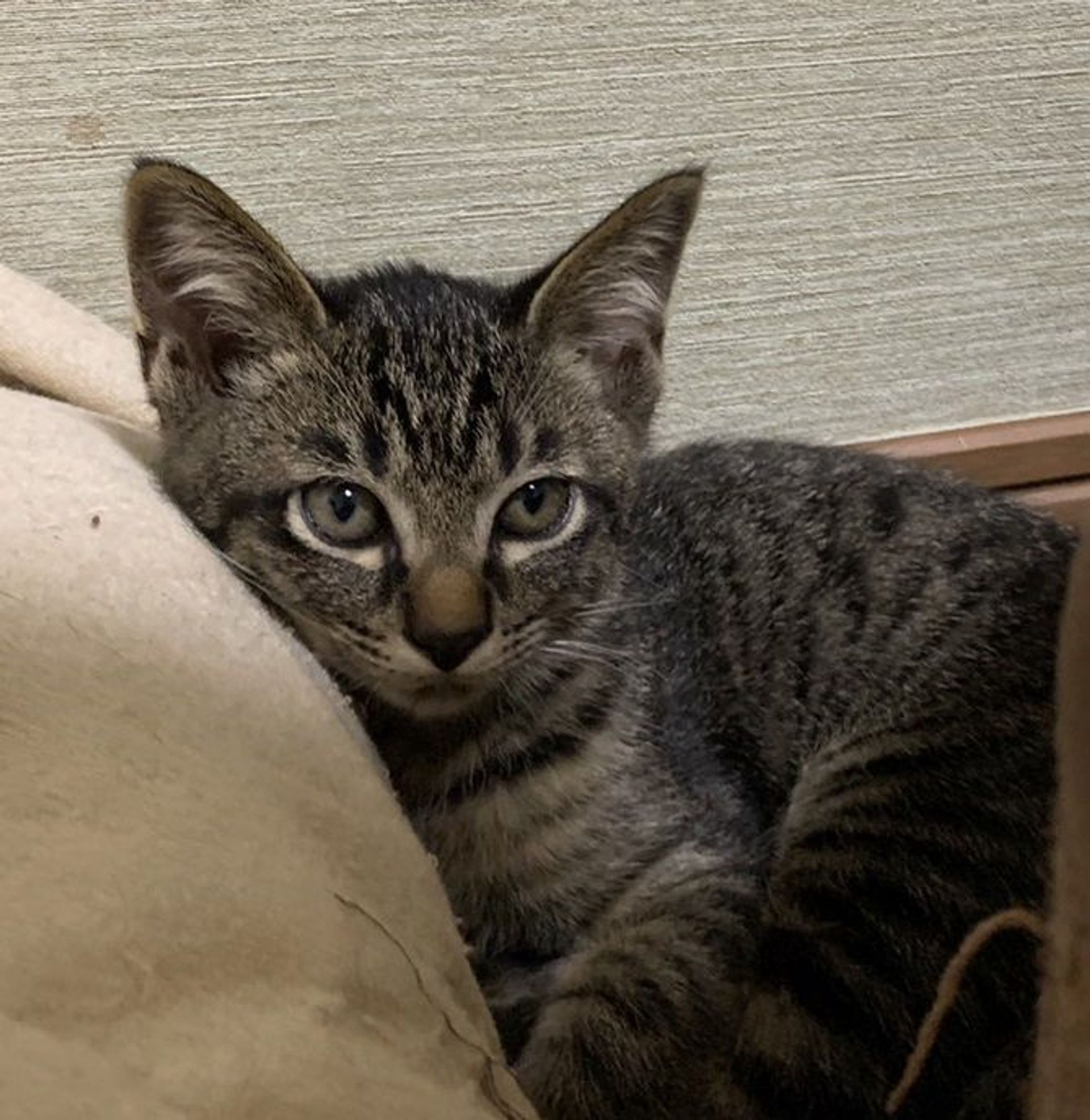 雑種（ミックス猫）・オスの里親募集の写真