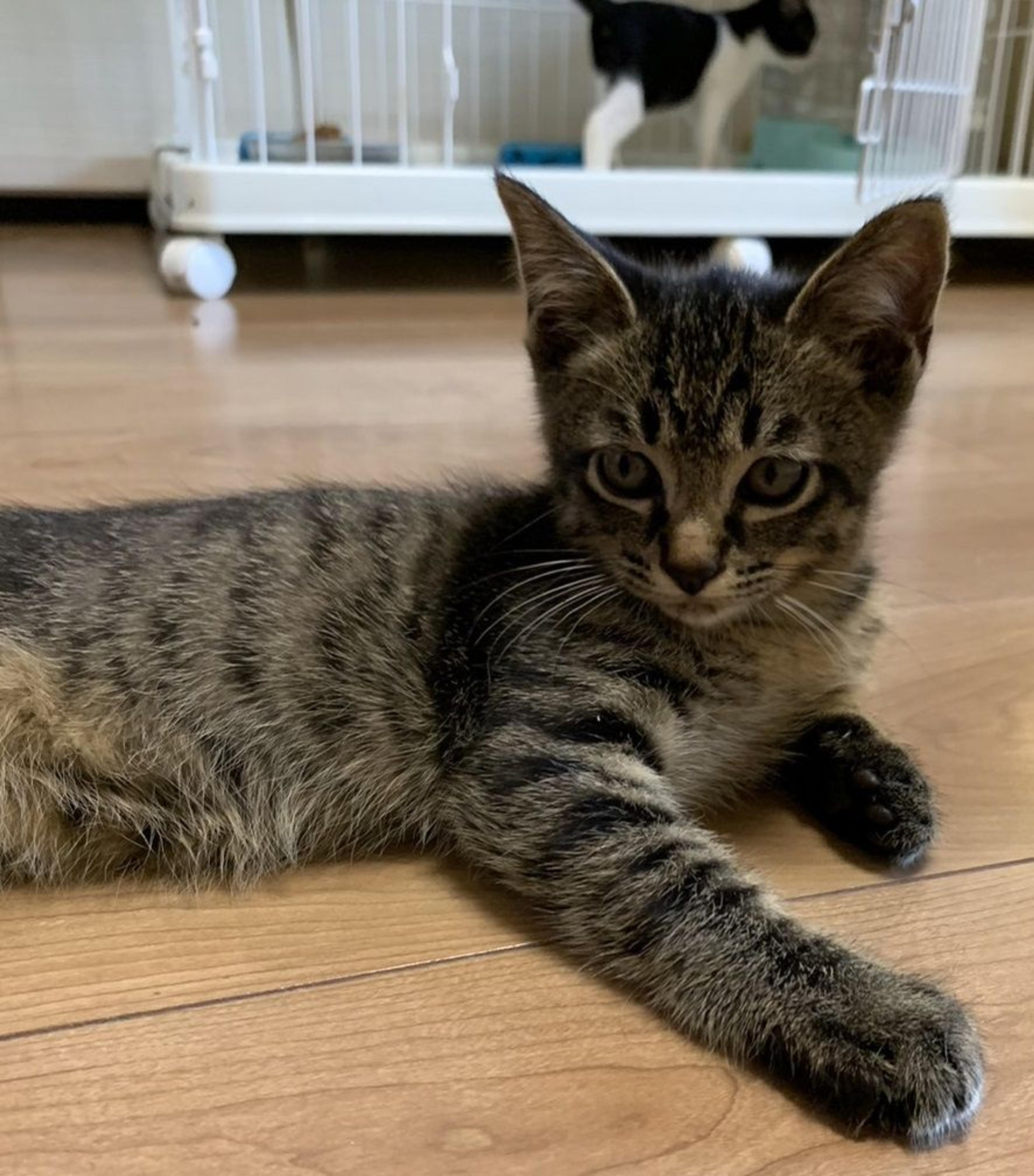 pet-image-2