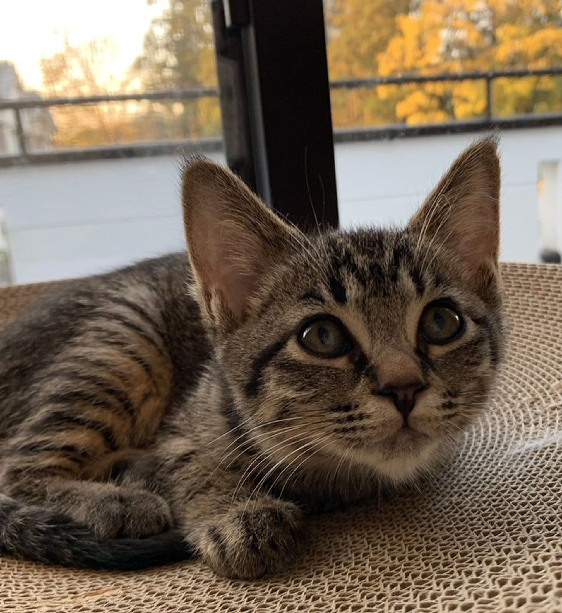 雑種（ミックス猫）・メスの里親募集の写真