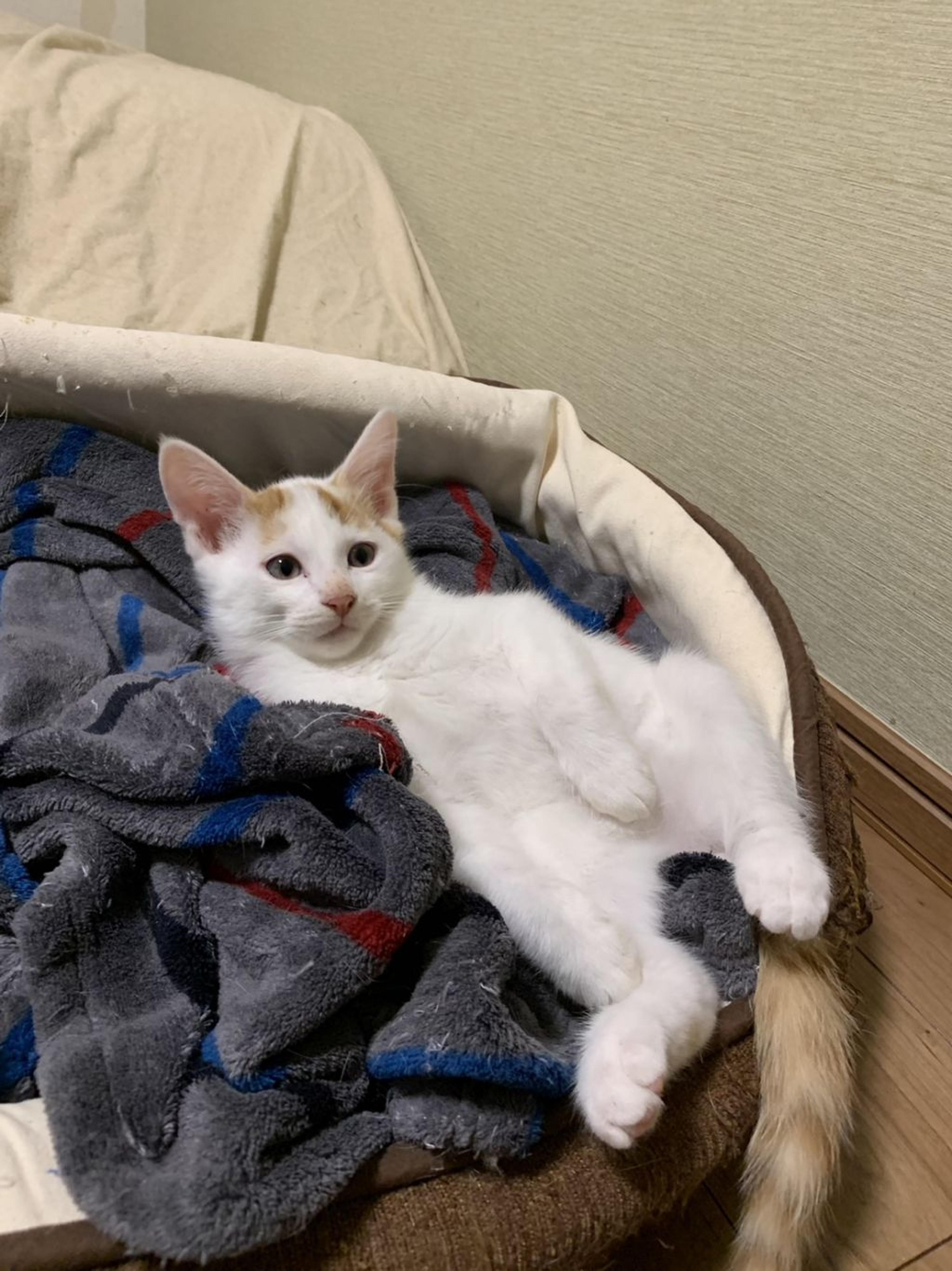 pet-image-2