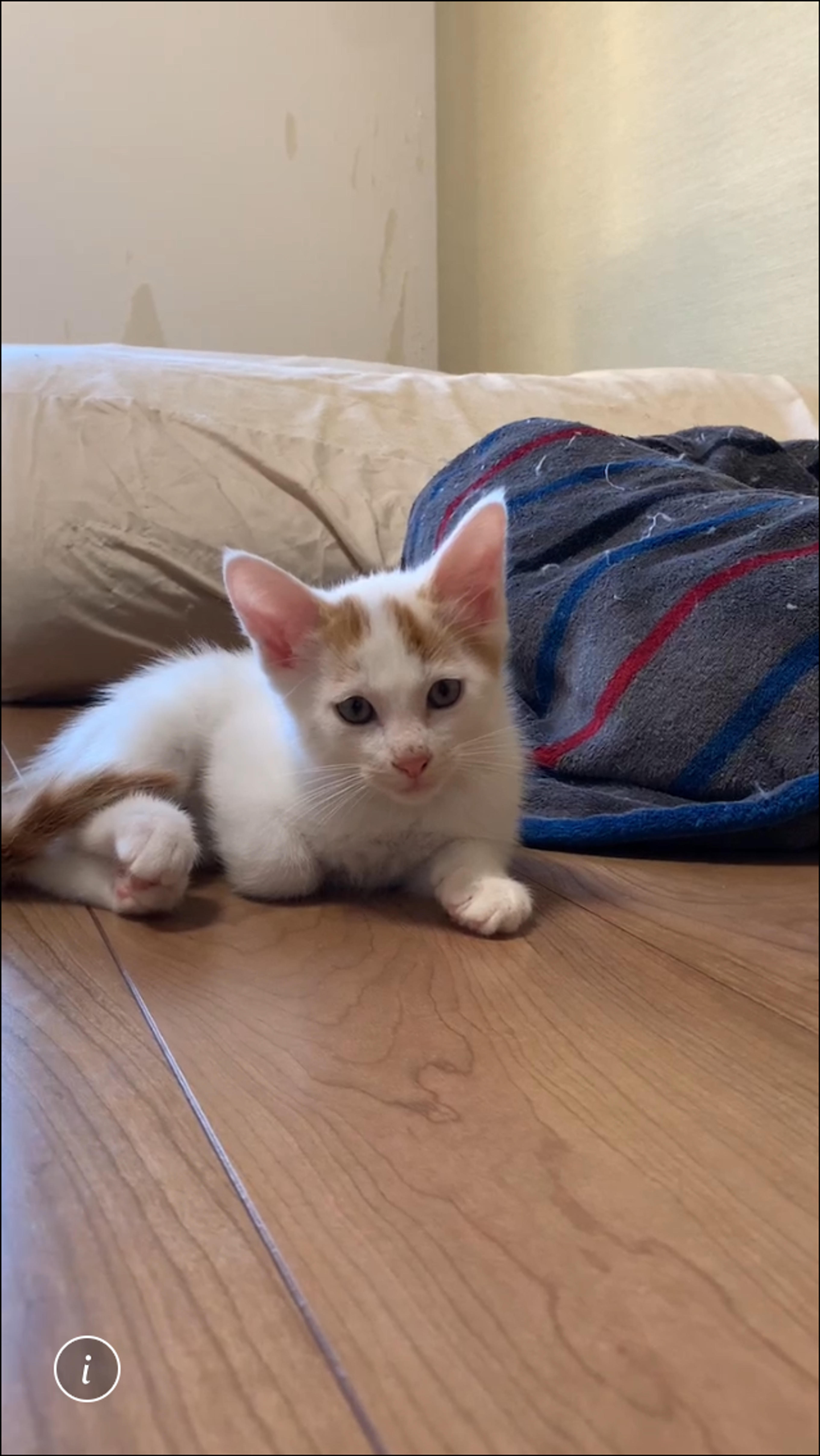 pet-image-3