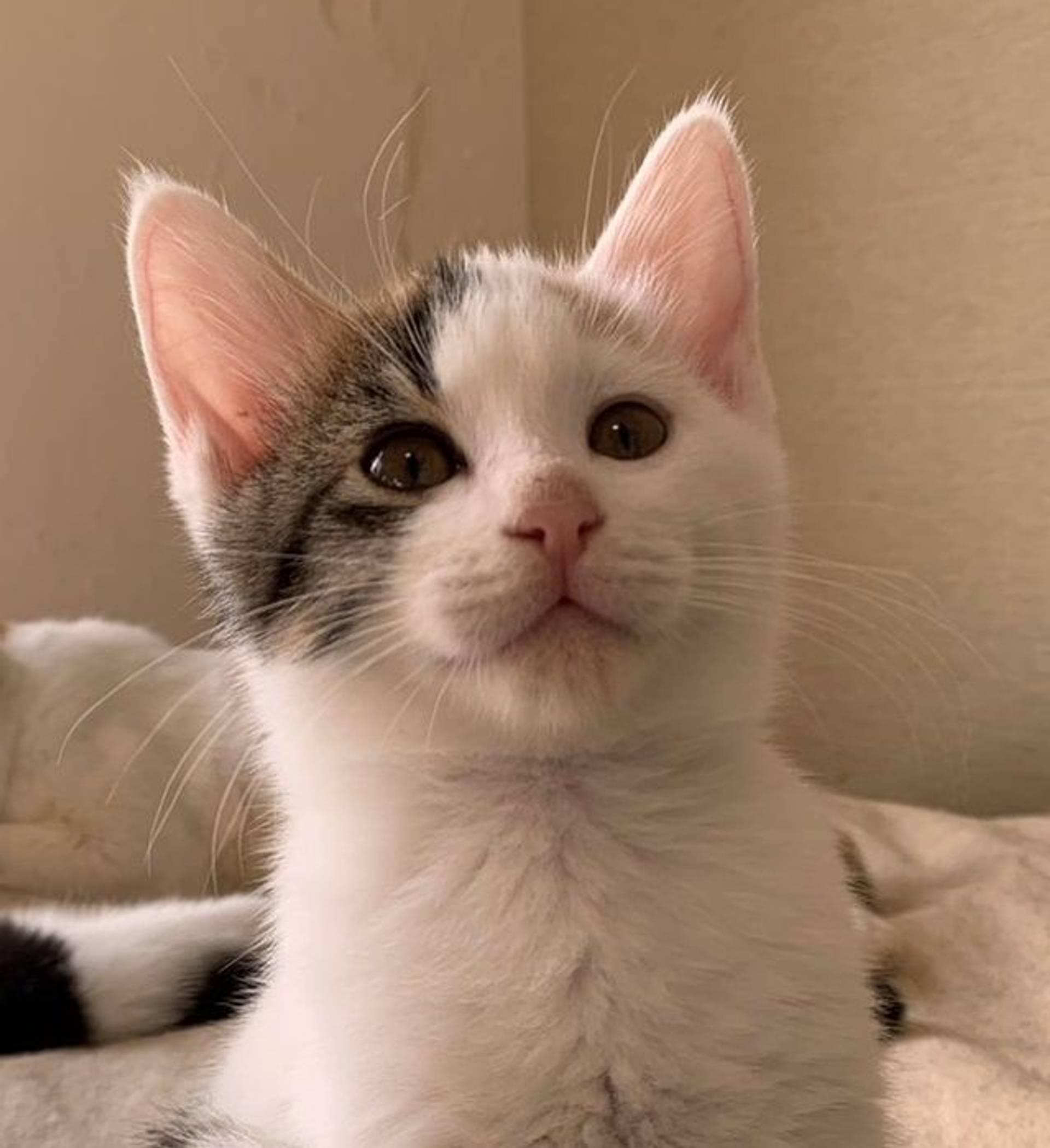 雑種（ミックス猫）・メスの里親募集の写真