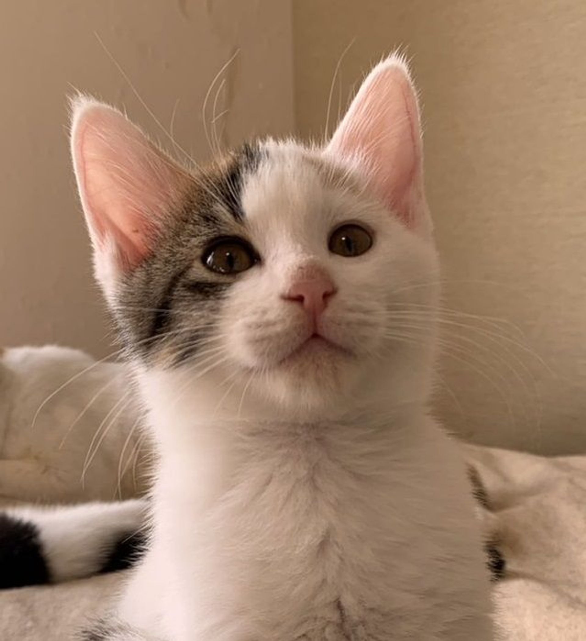 雑種（ミックス猫）・メスの里親募集の写真