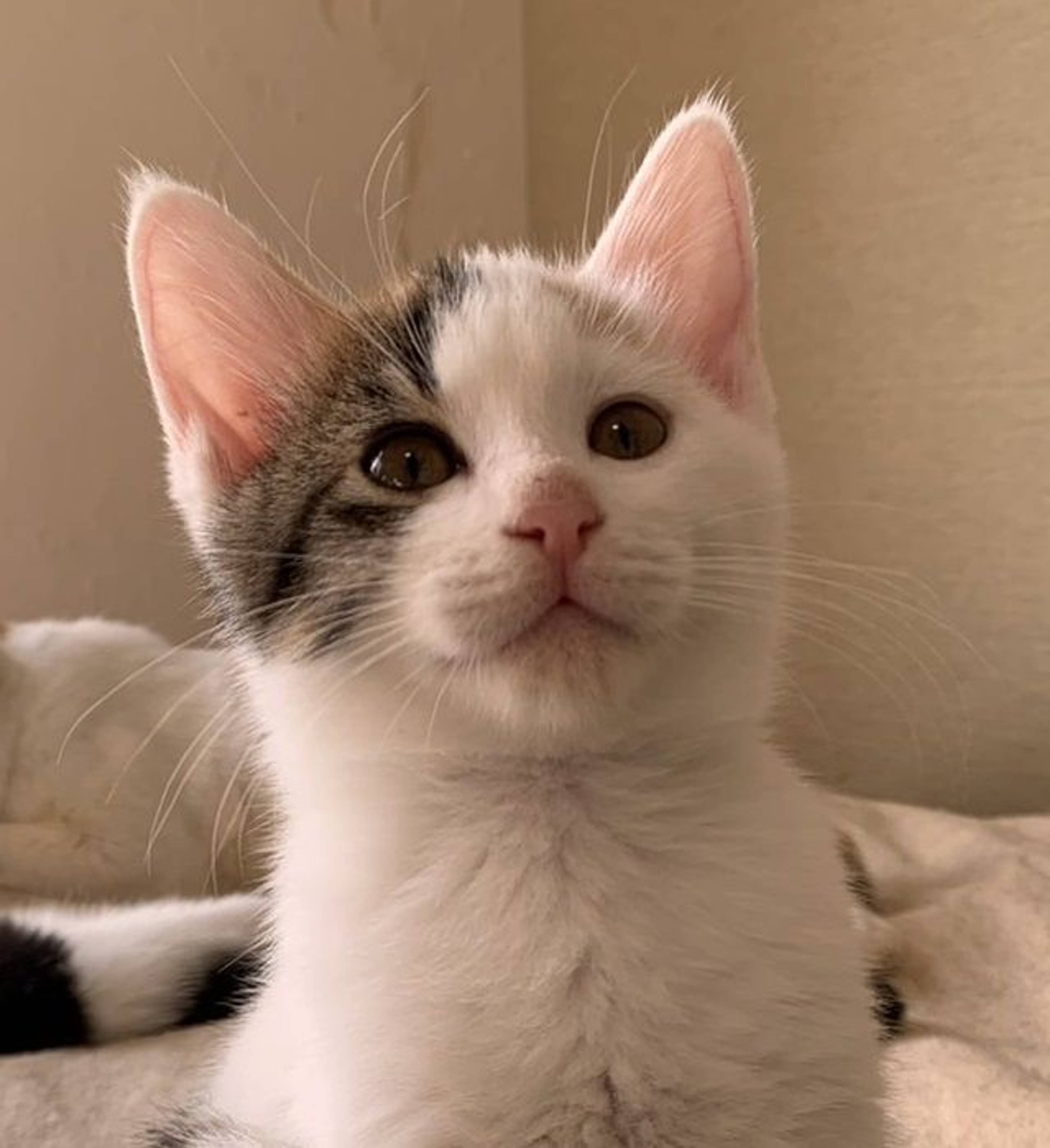 雑種（ミックス猫）・メスの里親募集の写真
