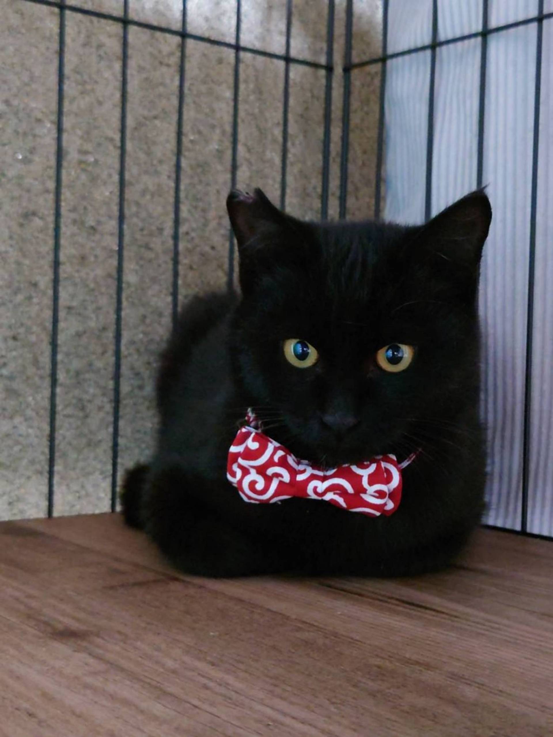 雑種（ミックス猫）・オスの里親募集の写真