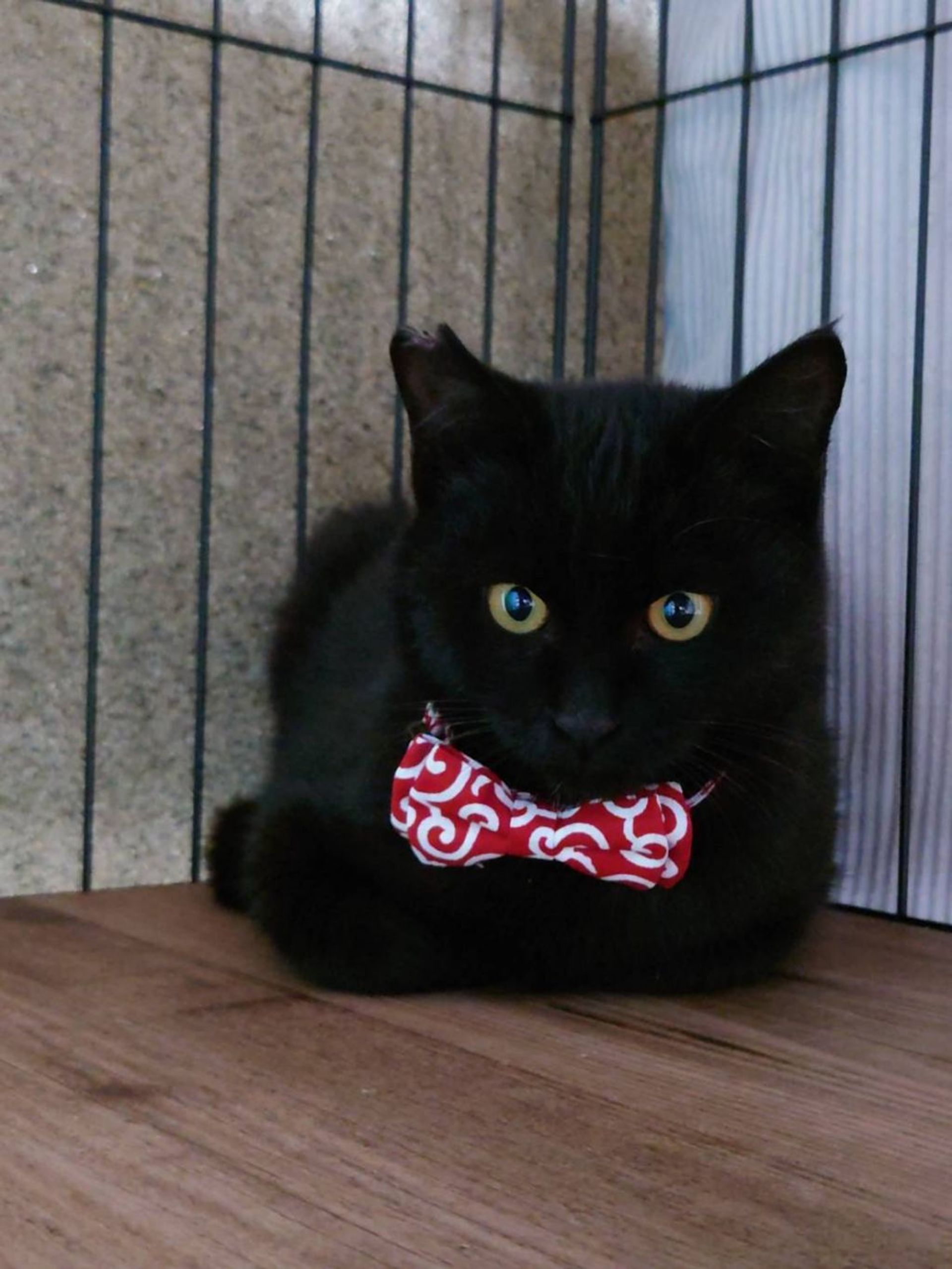 雑種（ミックス猫）・オスの里親募集の写真