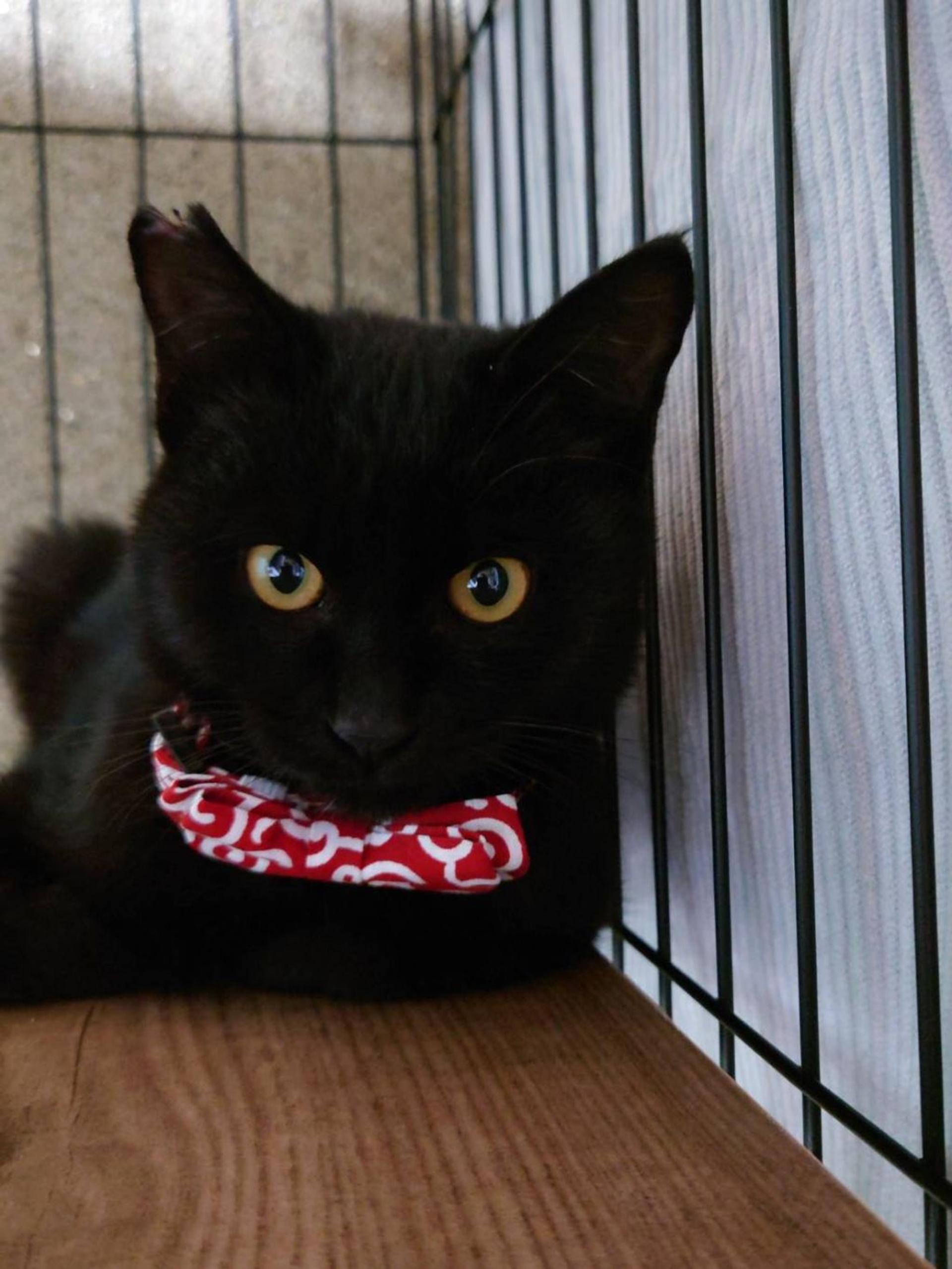 pet-image-5