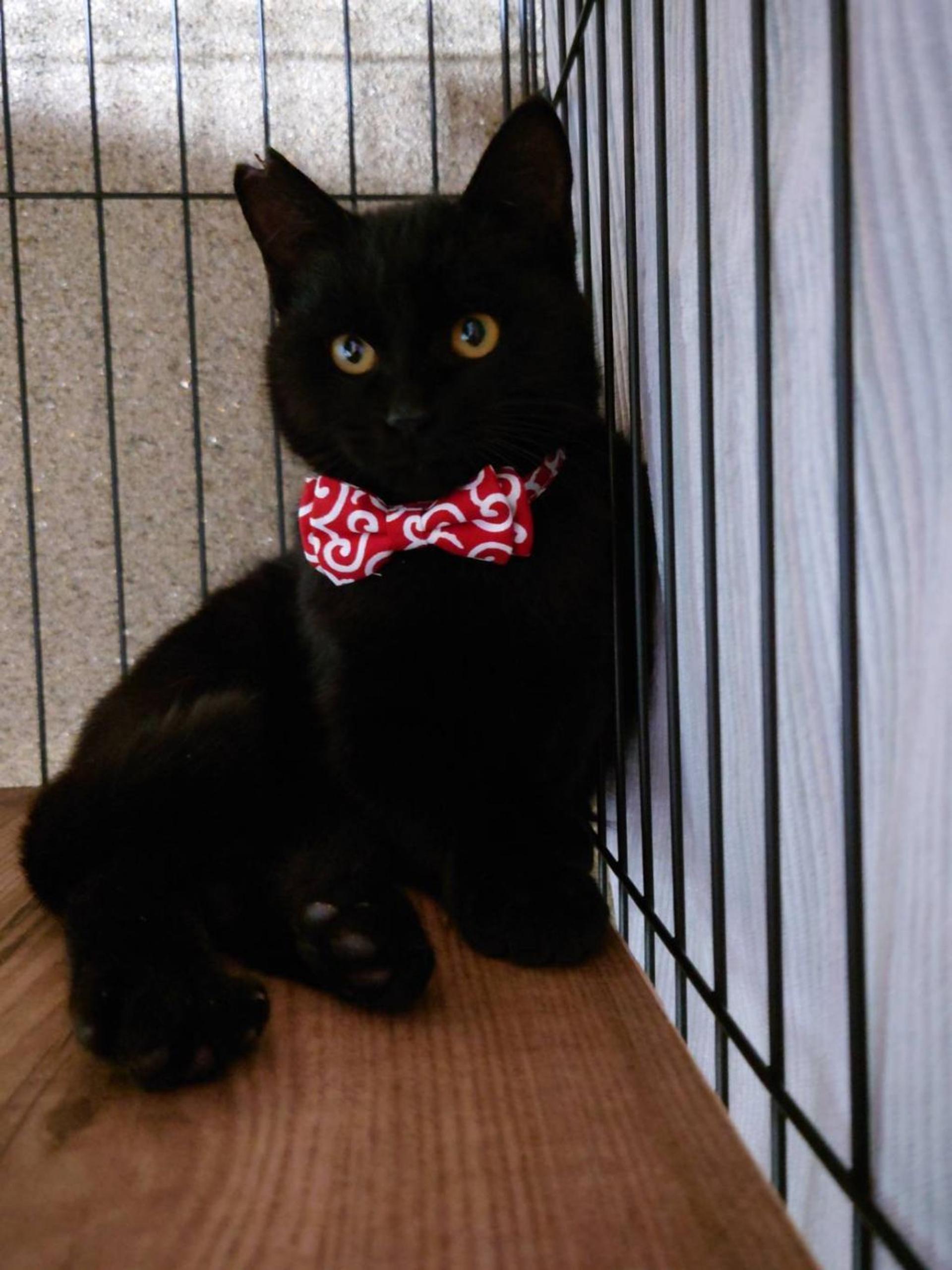 pet-image-6