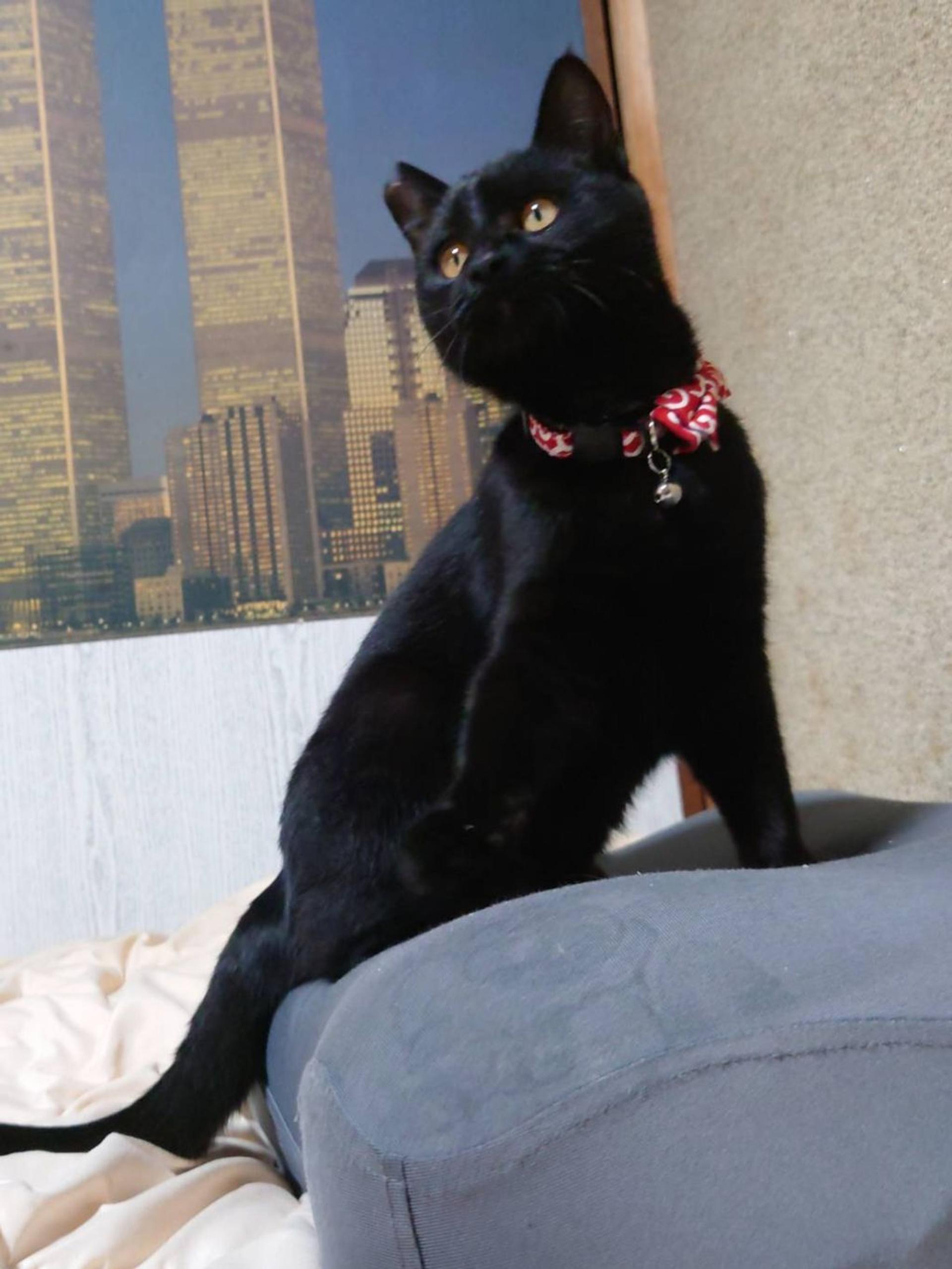 pet-image-2