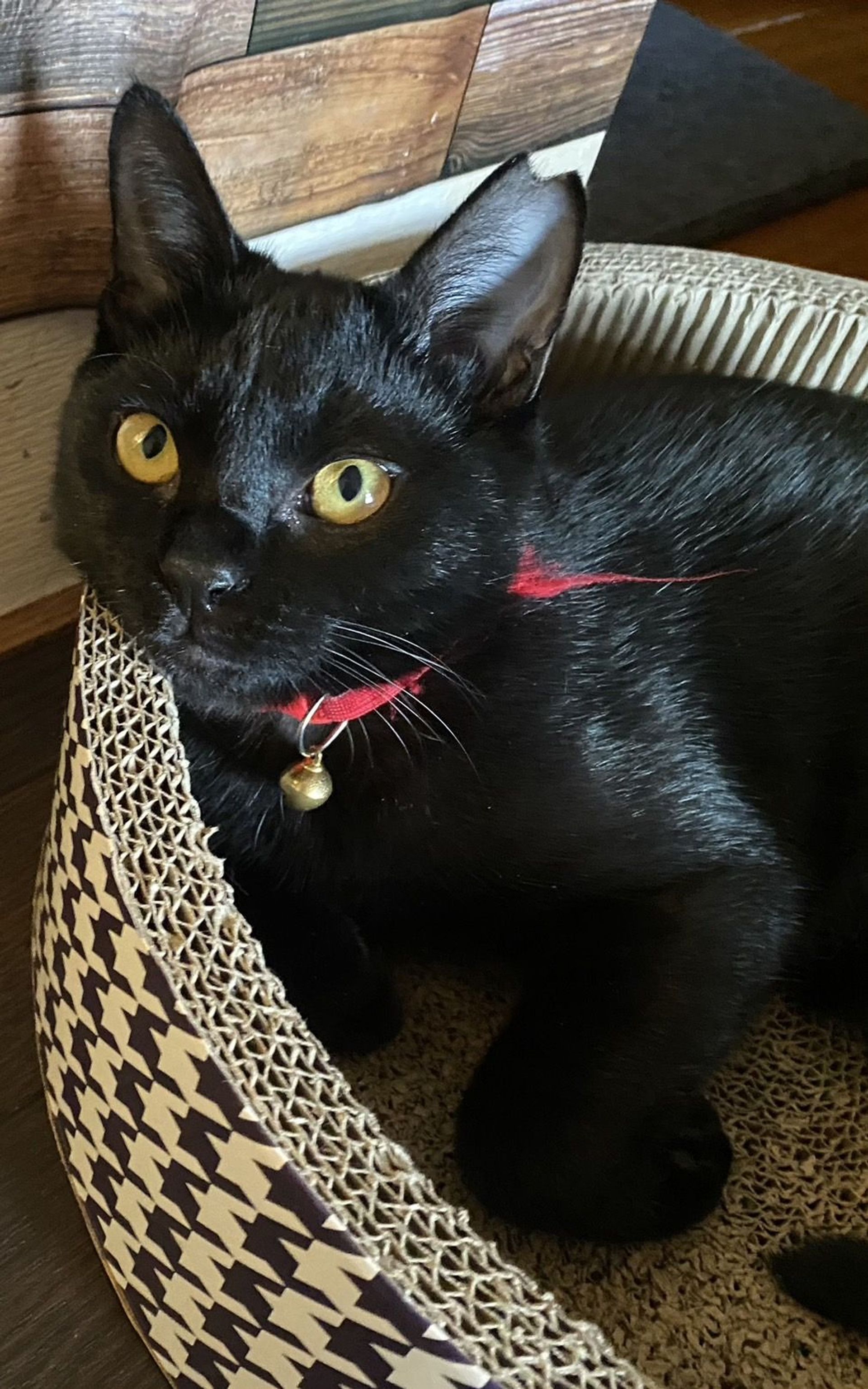 雑種（ミックス猫）・メスの里親募集の写真