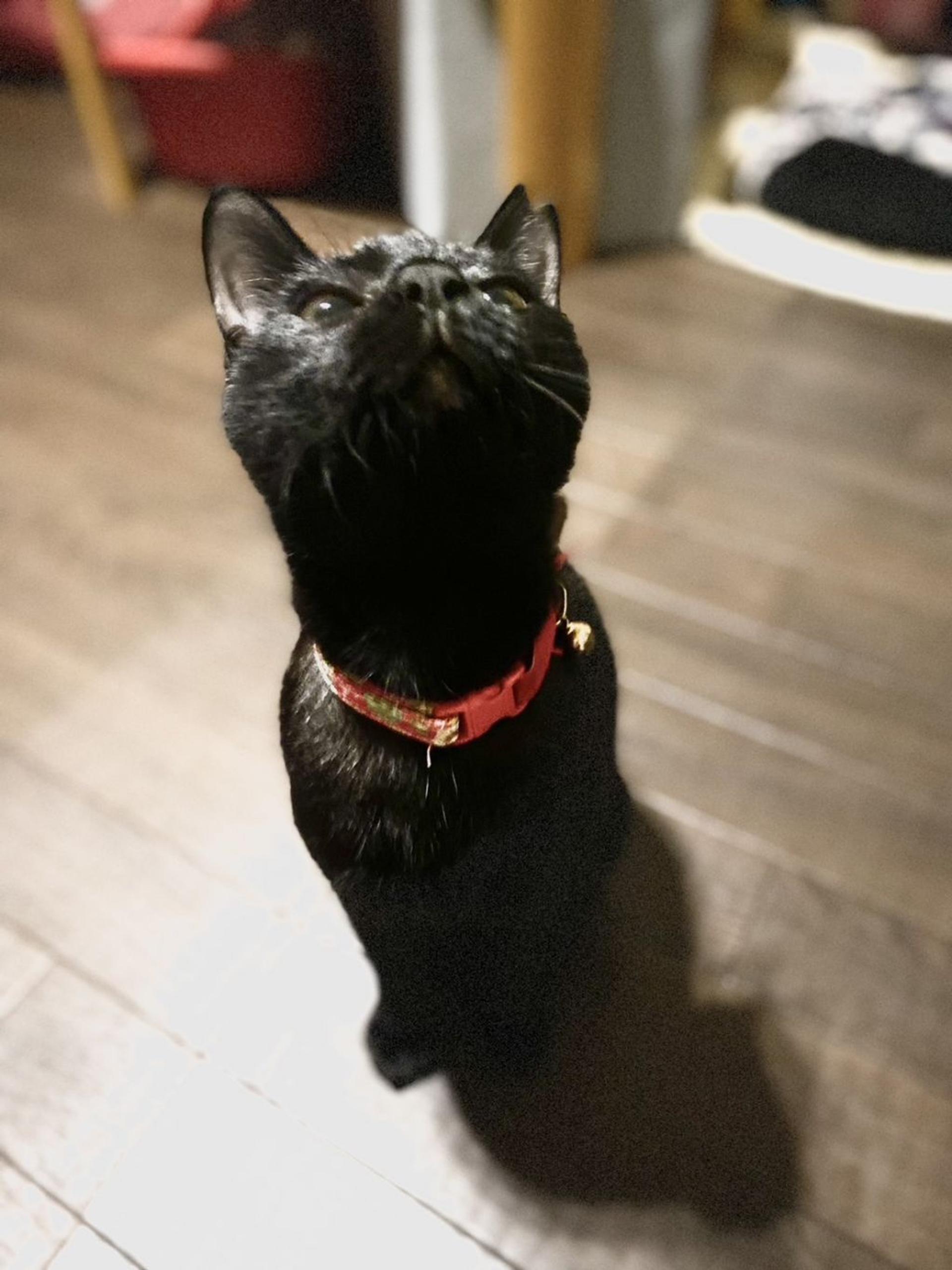 pet-image-2