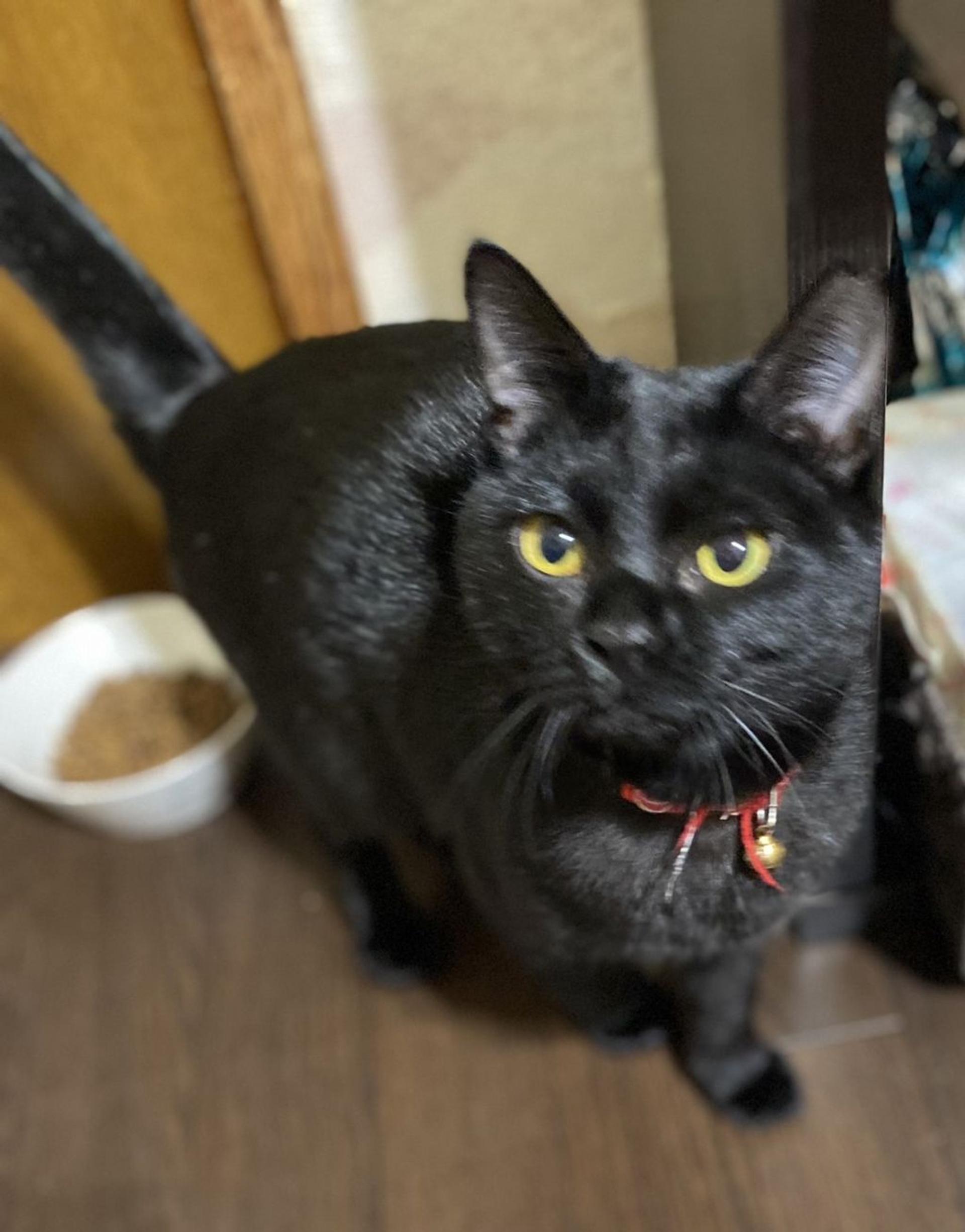 pet-image-4