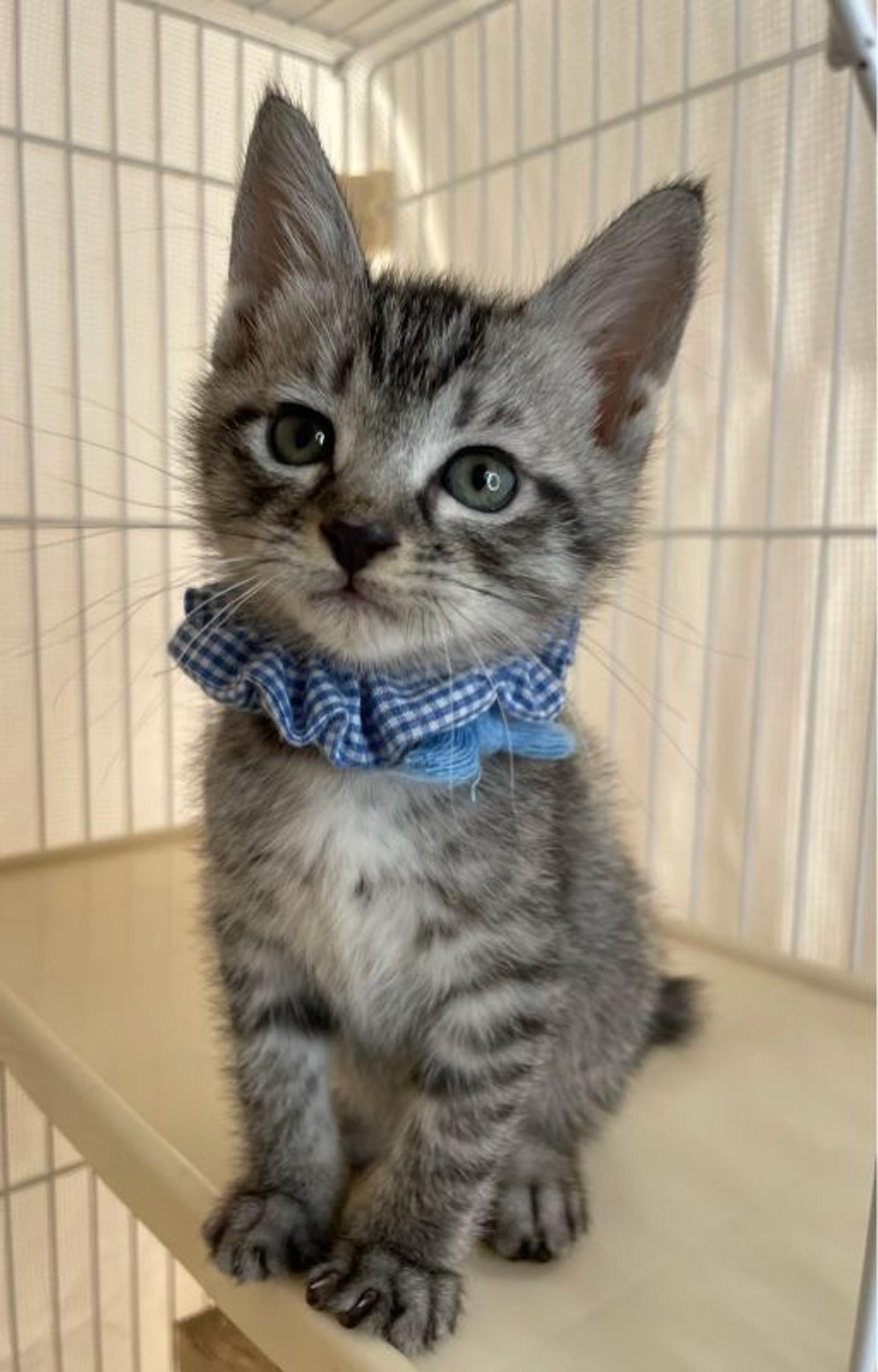 pet-image-3