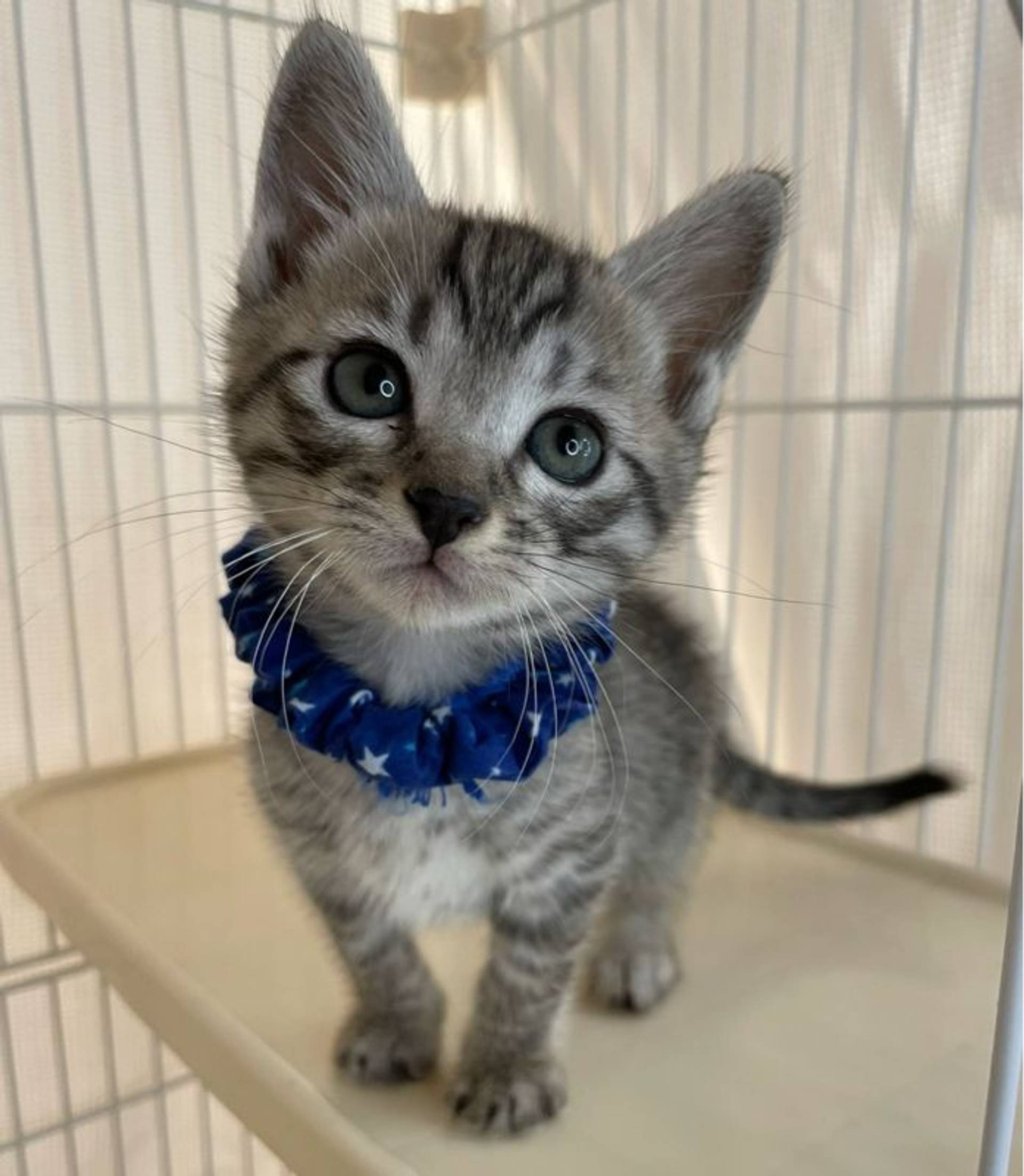 雑種（ミックス猫）・オスの里親募集の写真