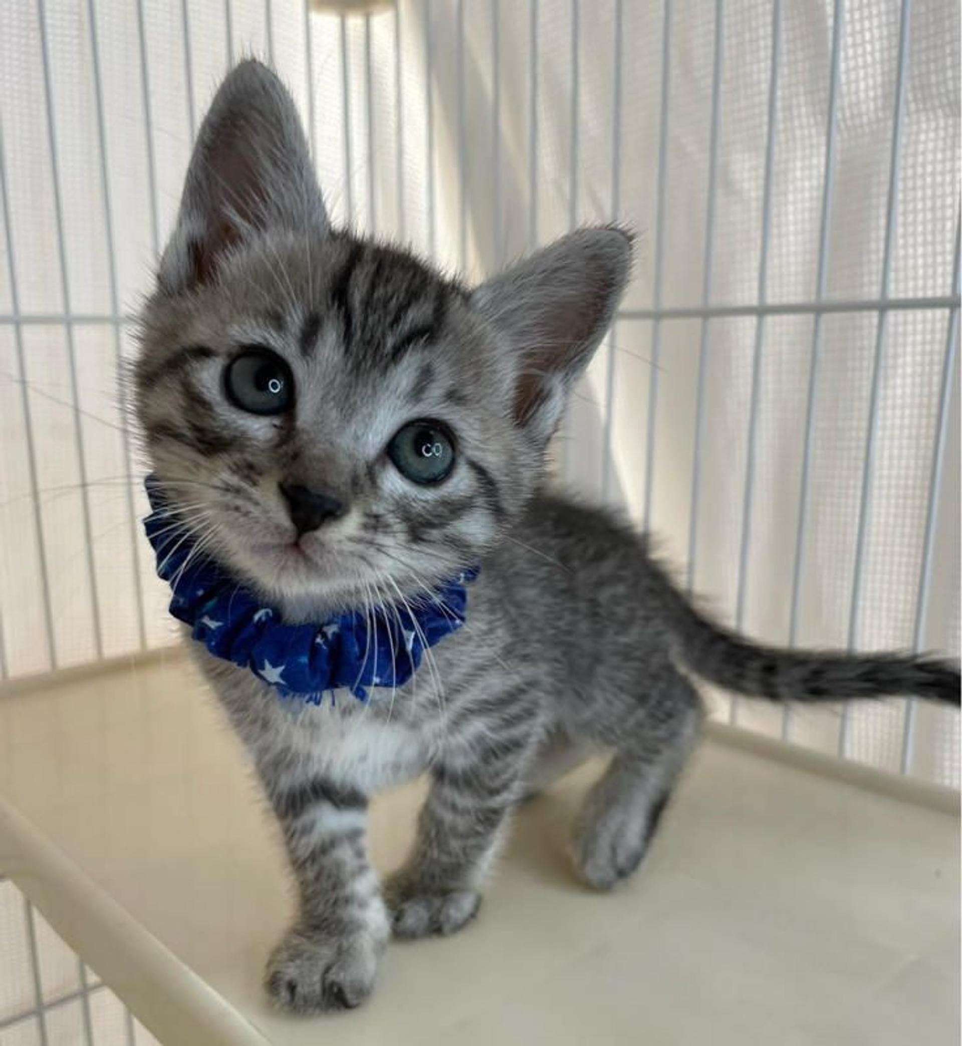 pet-image-3