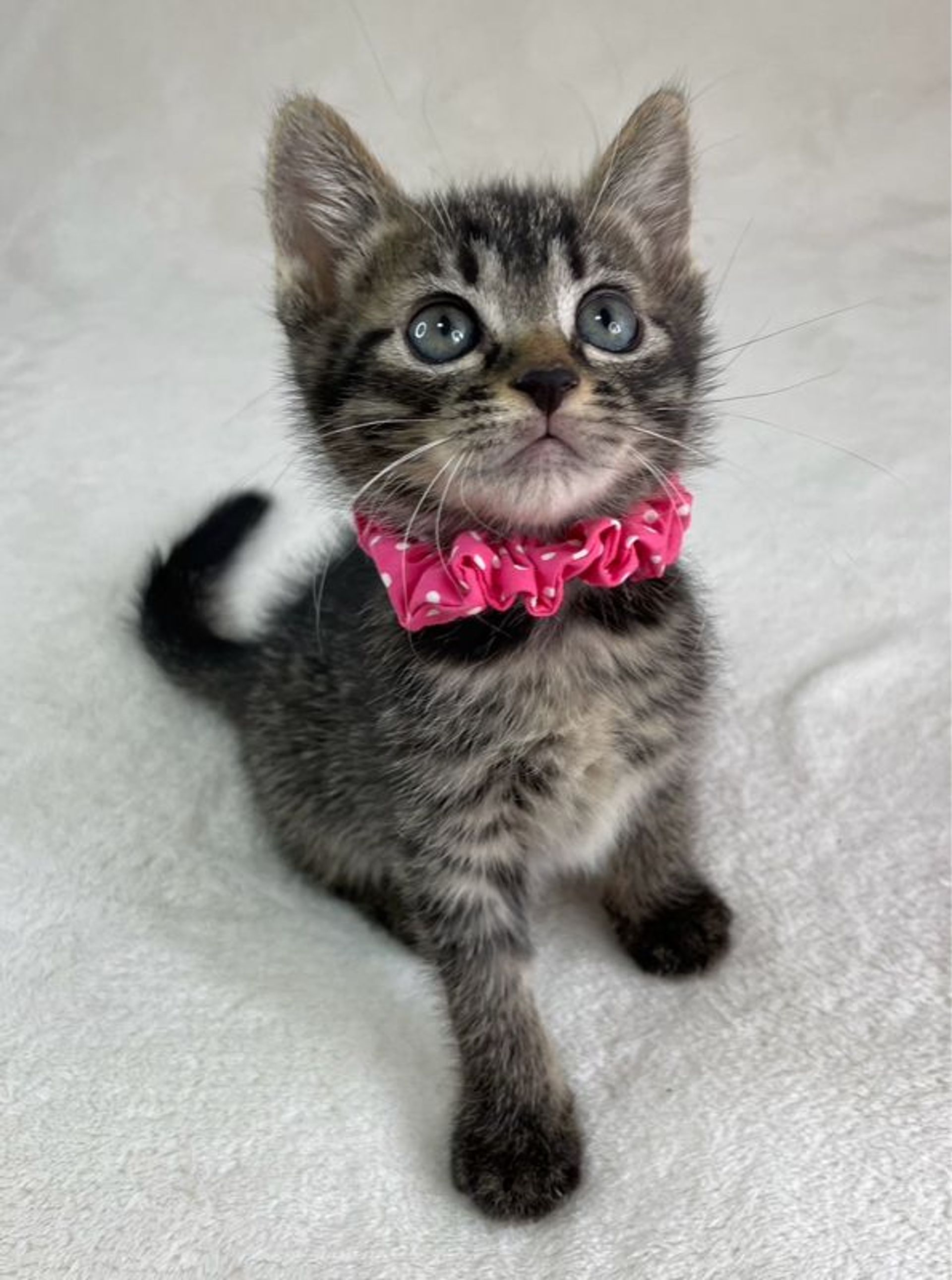 雑種（ミックス猫）・メスの里親募集の写真