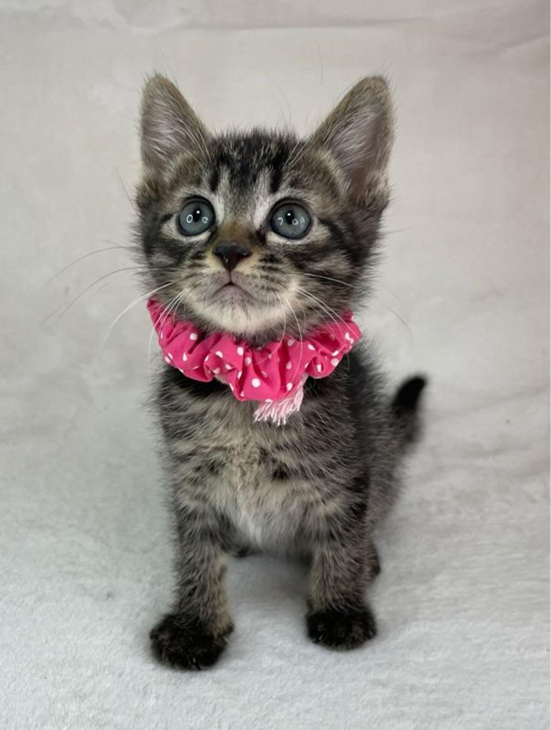 pet-image-4