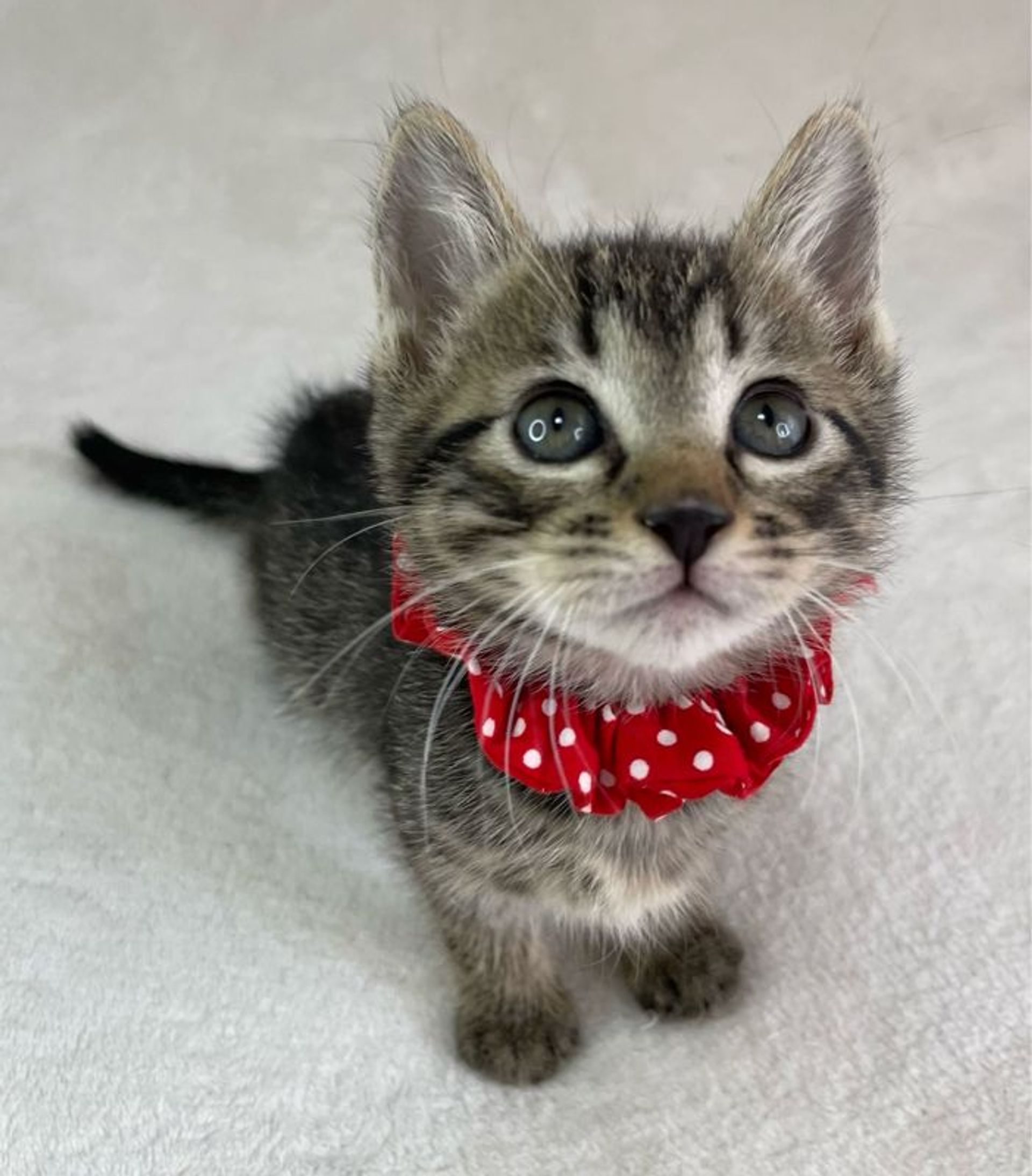 雑種（ミックス猫）・メスの里親募集の写真