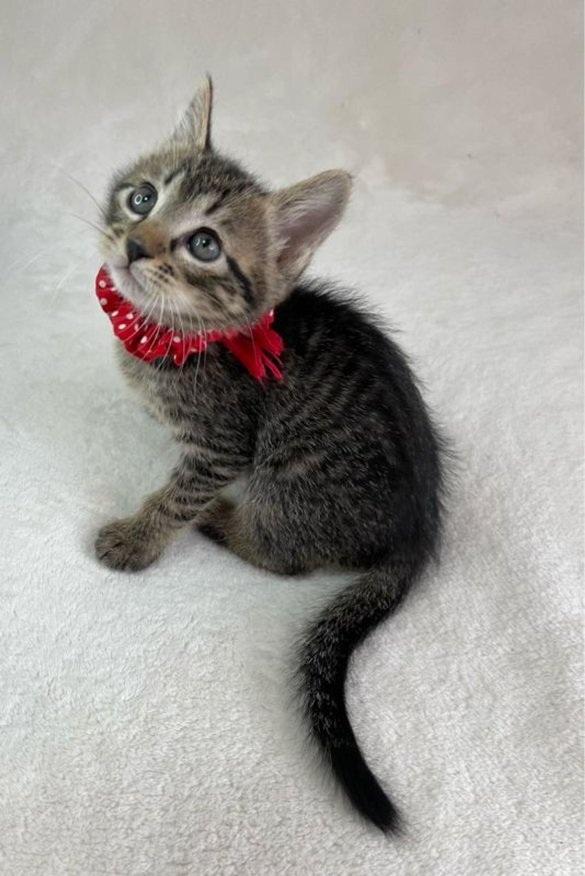 pet-image-4
