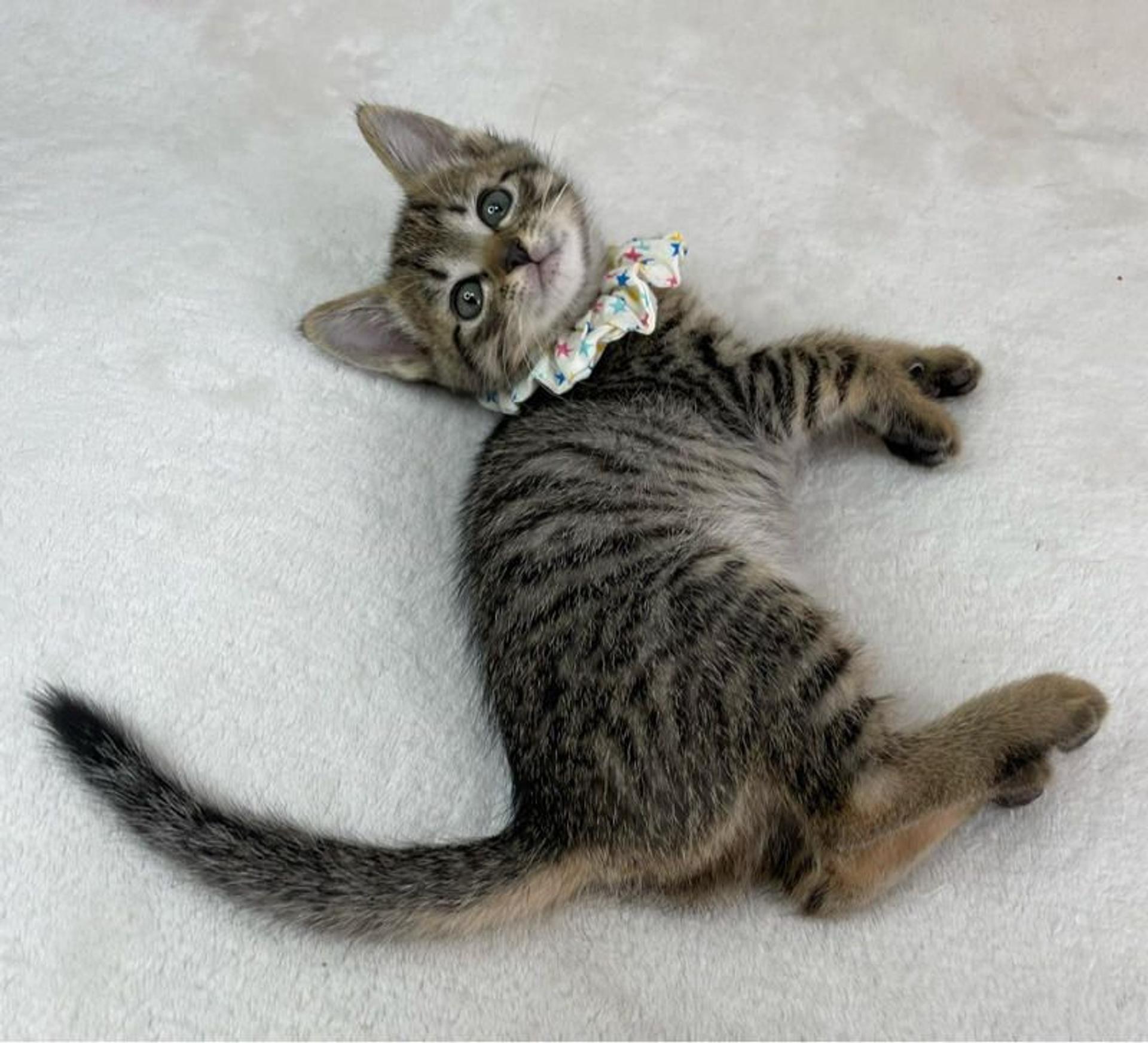 pet-image-4