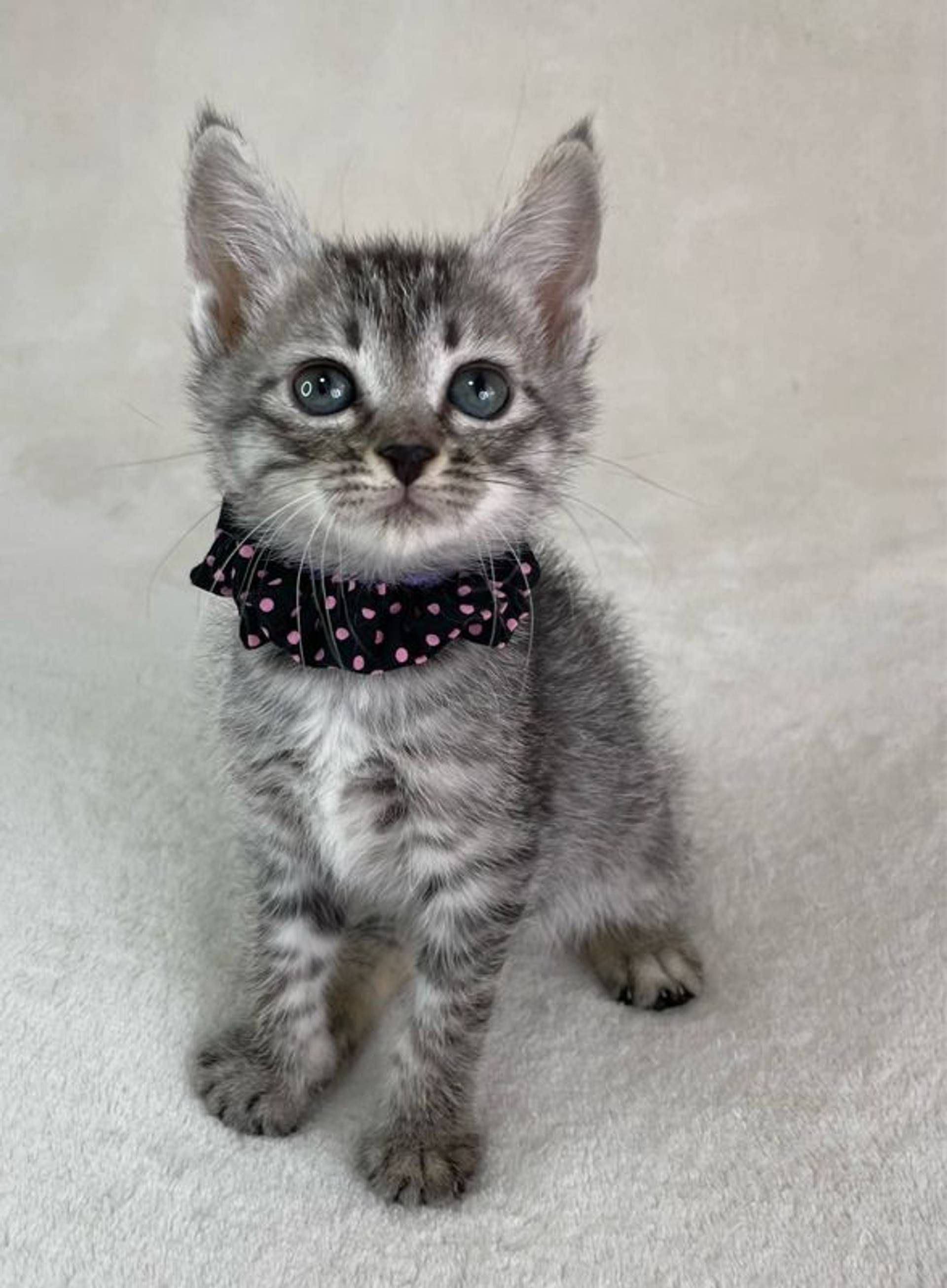 雑種（ミックス猫）・メスの里親募集の写真