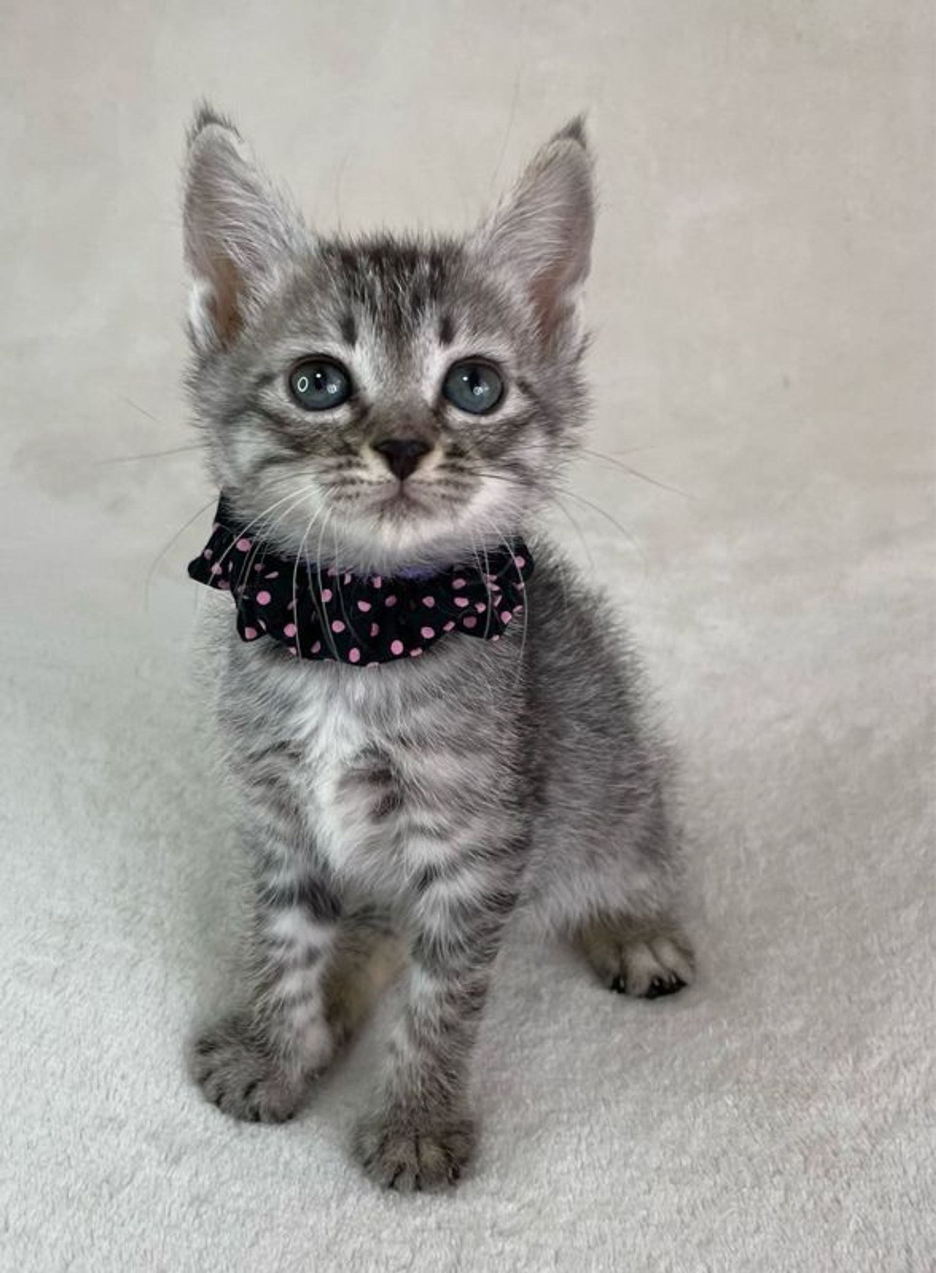 雑種（ミックス猫）・メスの里親募集の写真