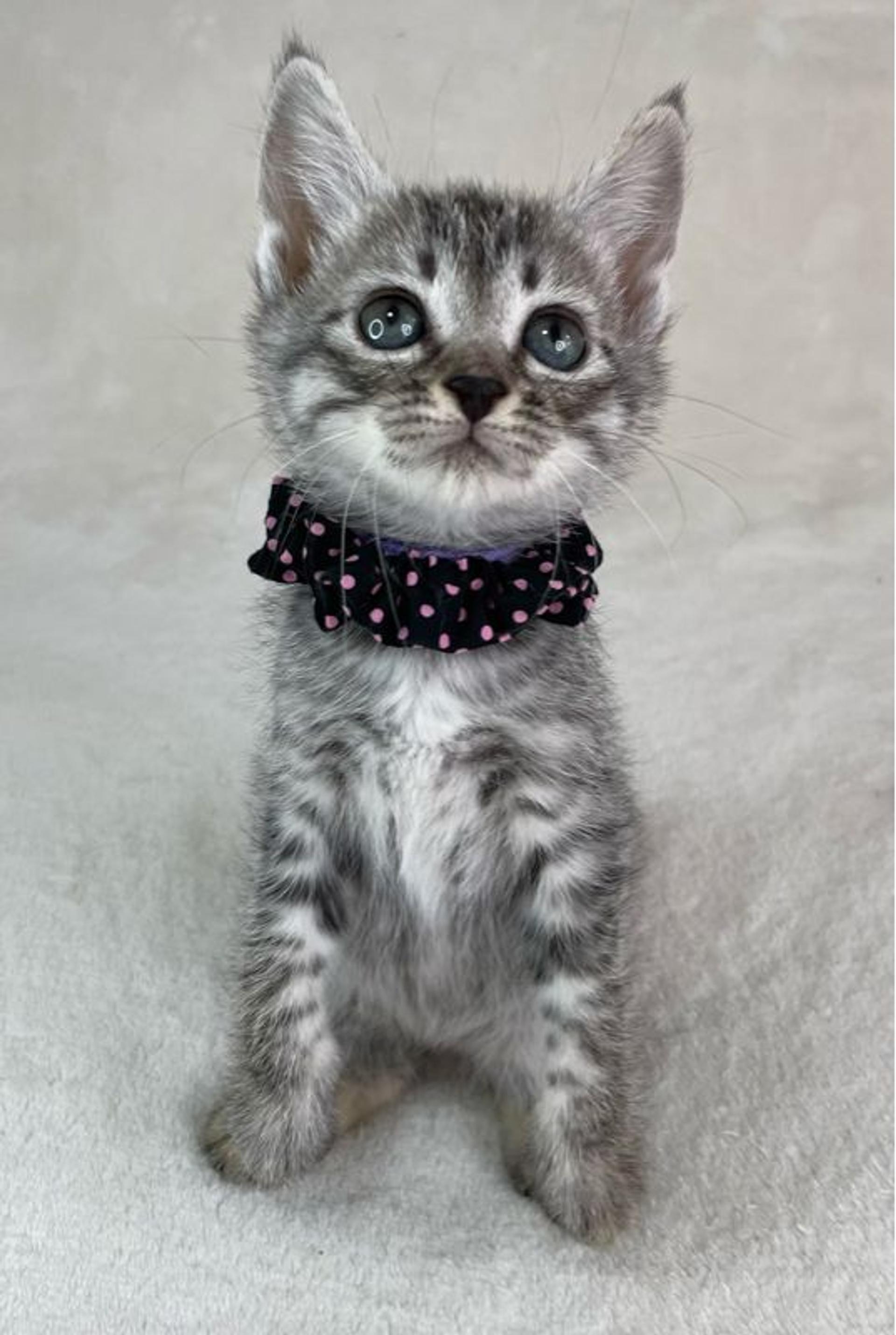pet-image-4