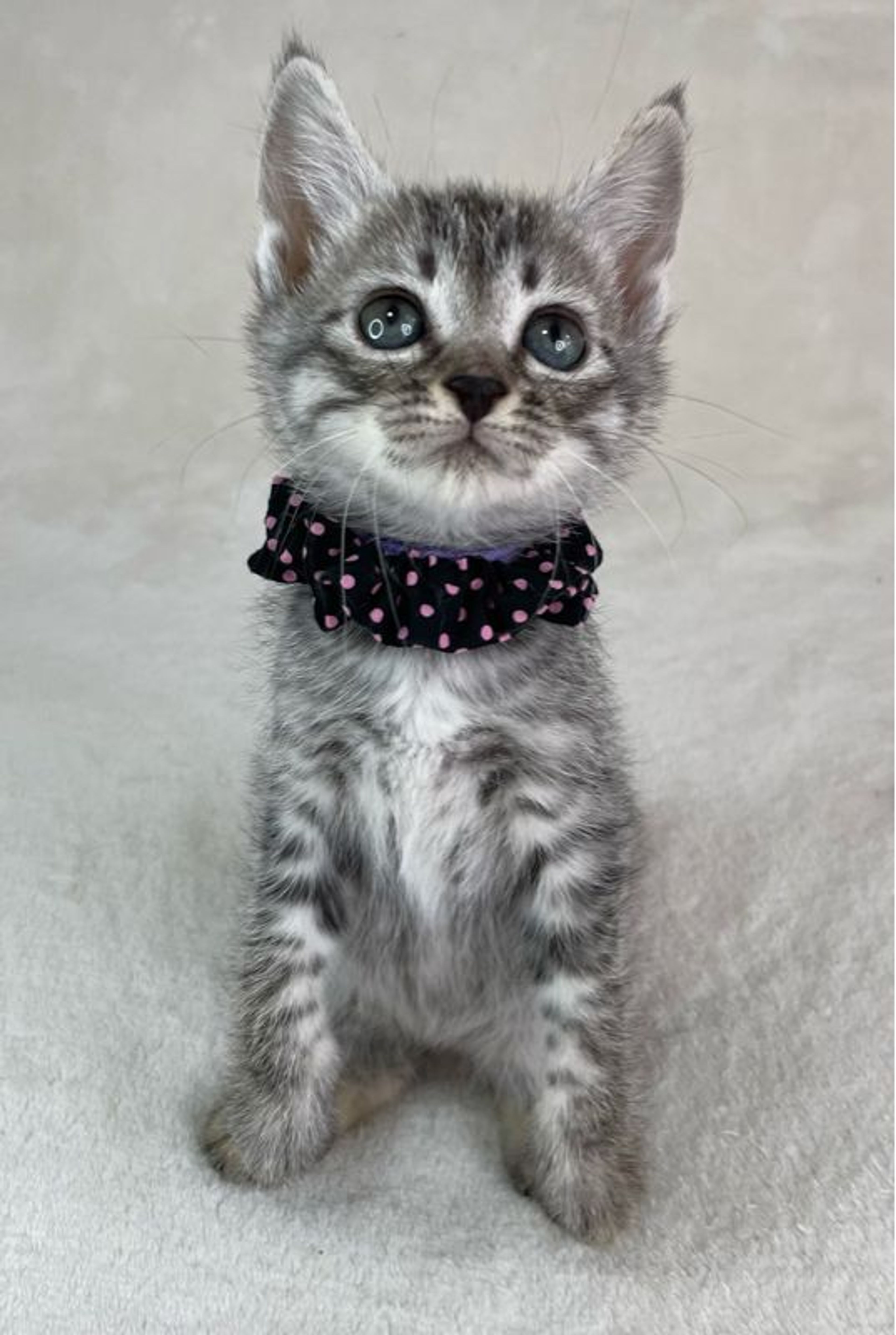pet-image-4