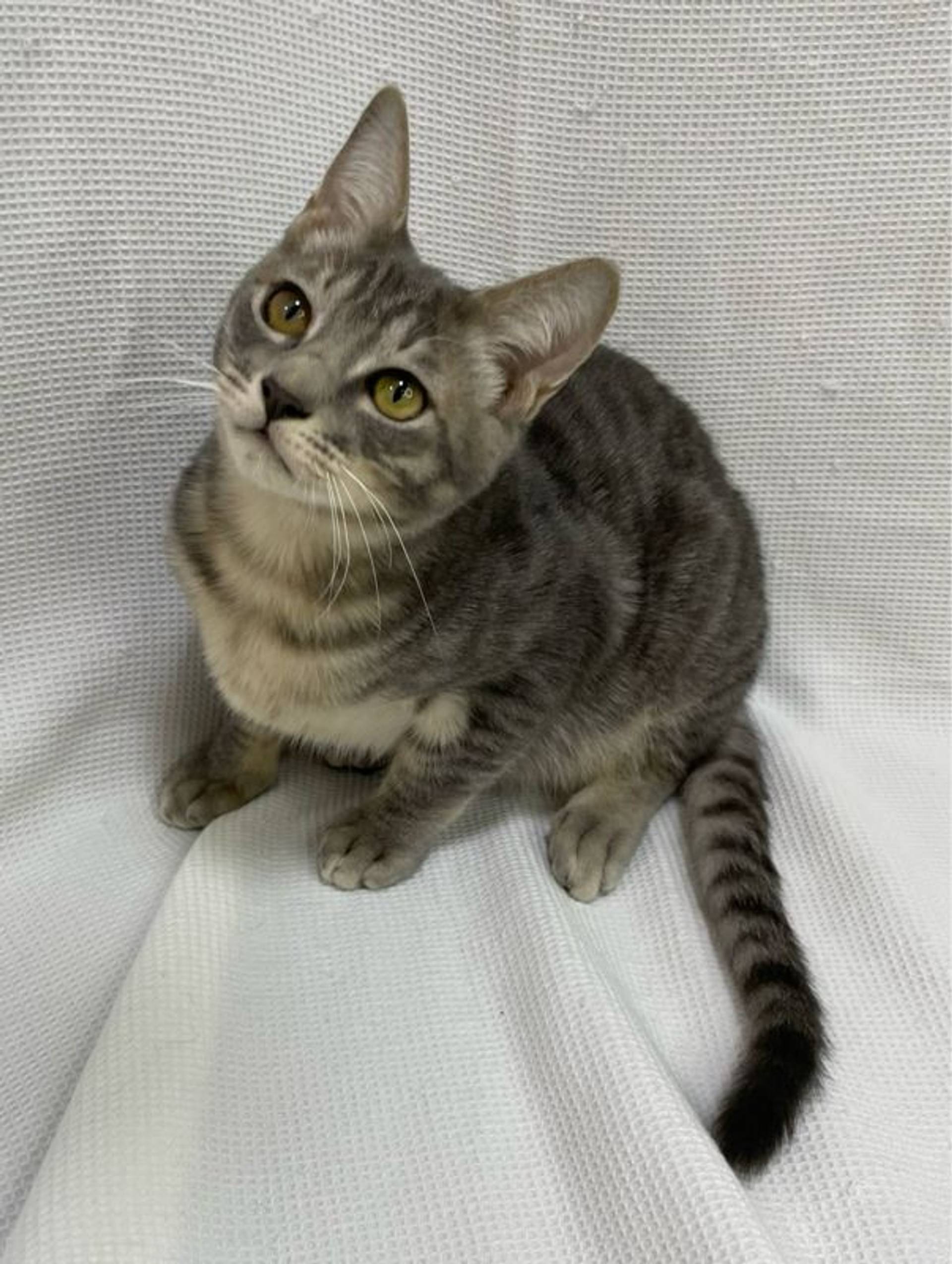 雑種（ミックス猫）・オスの里親募集の写真