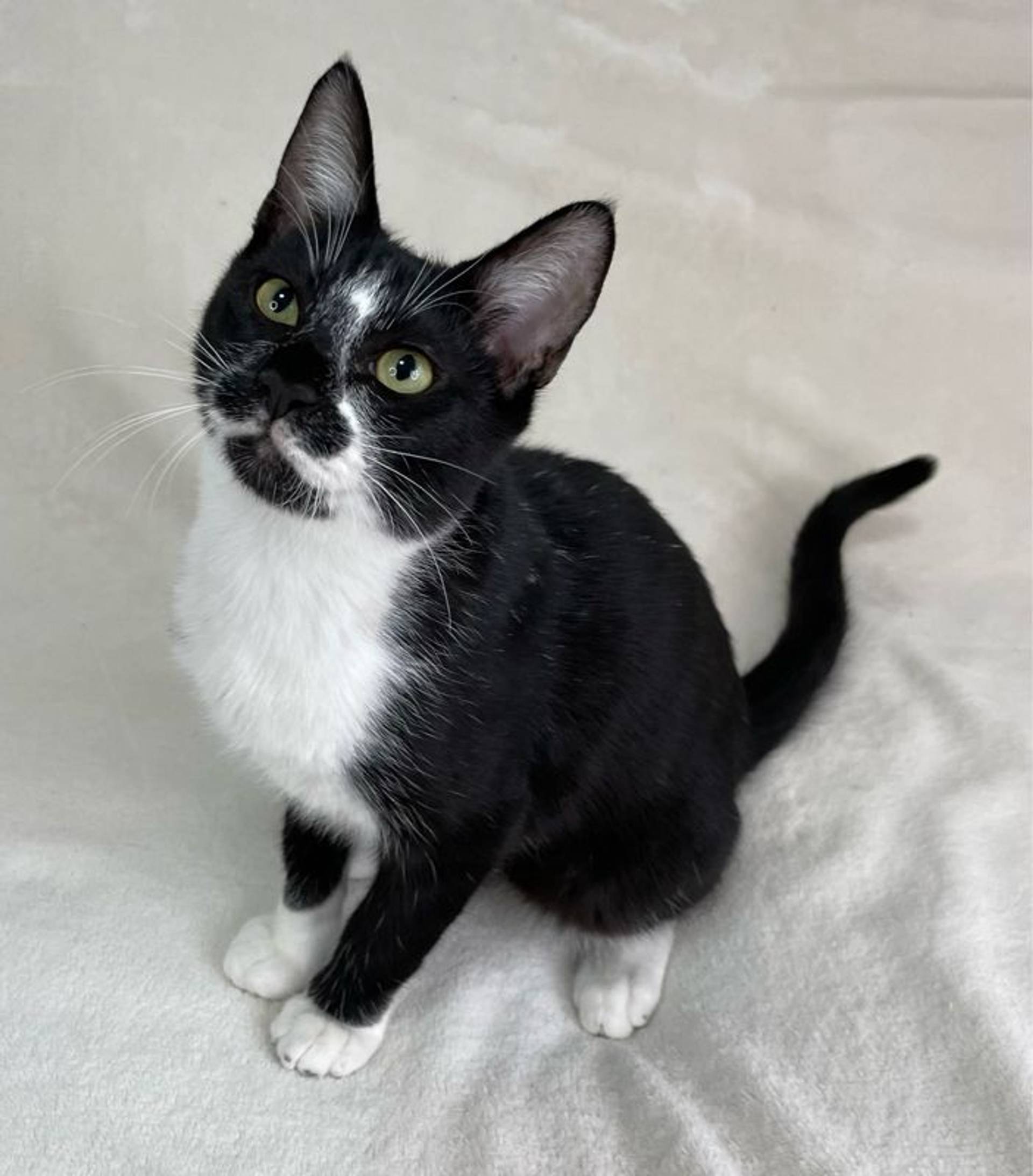 雑種（ミックス猫）・オスの里親募集の写真