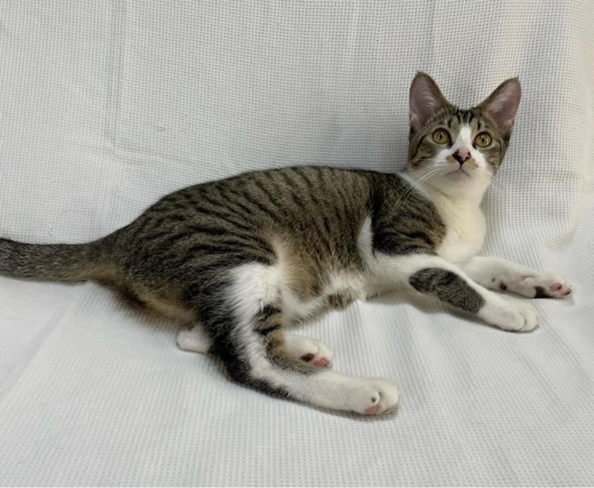 pet-image-3