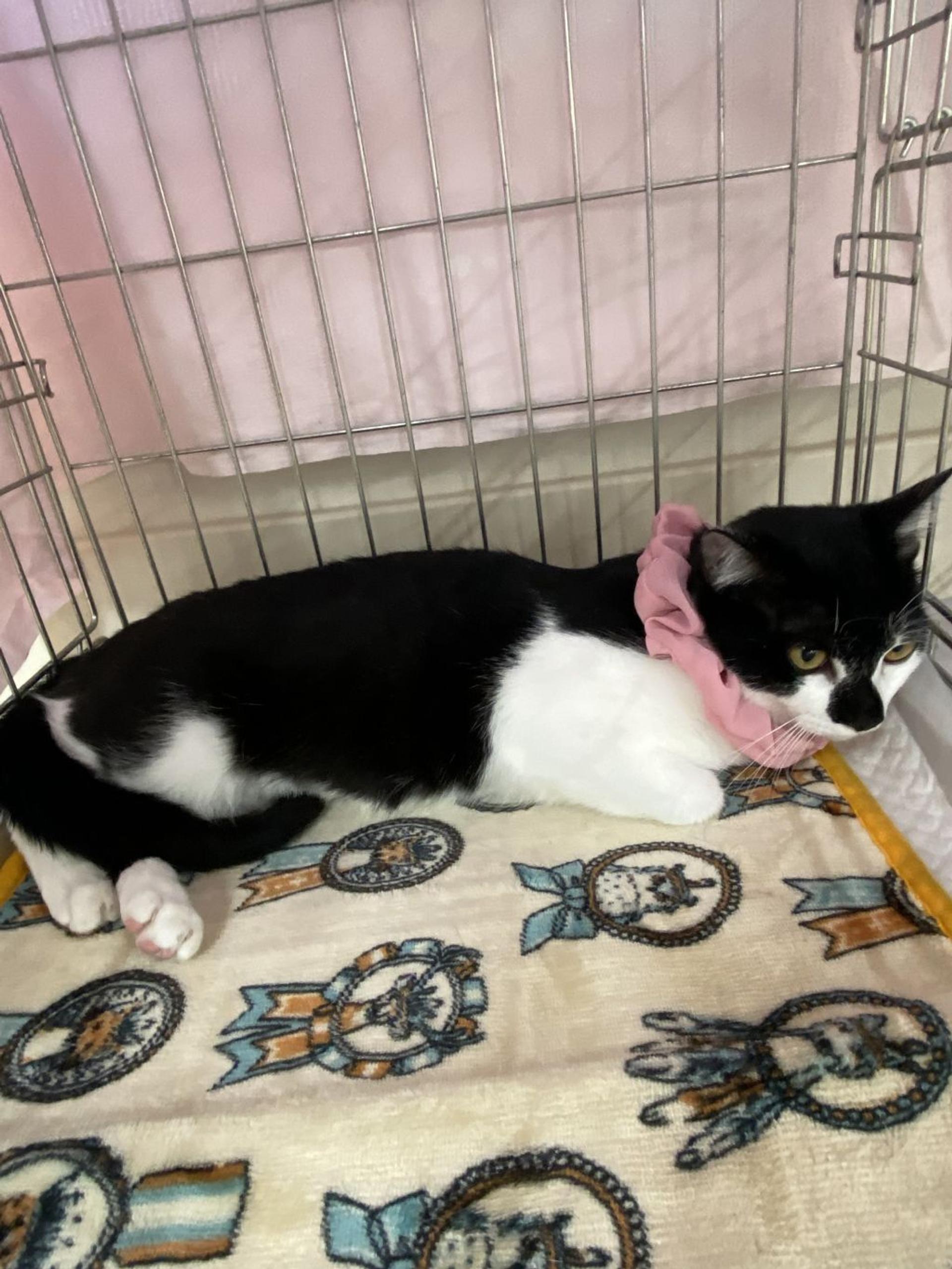 pet-image-2
