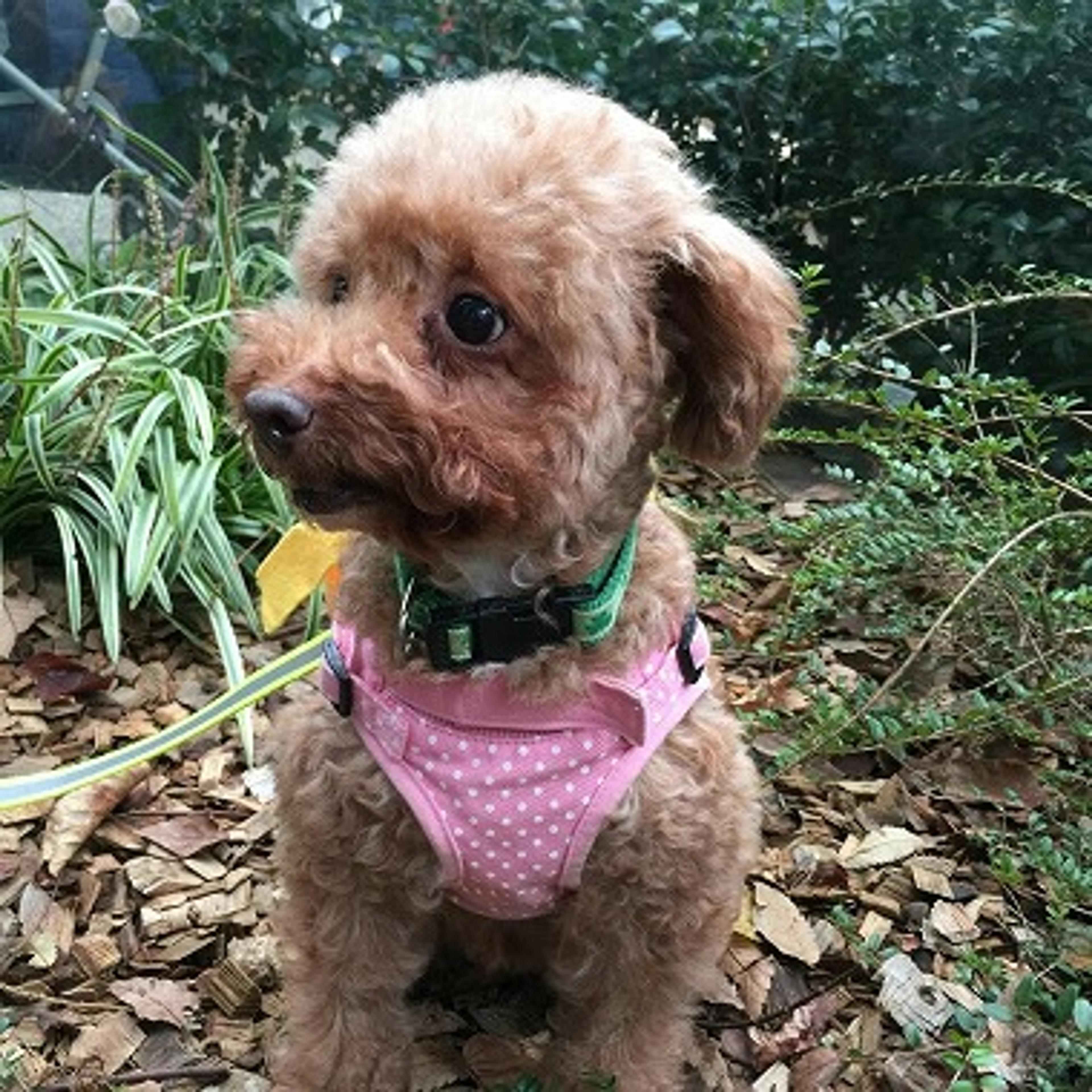 pet-image-2