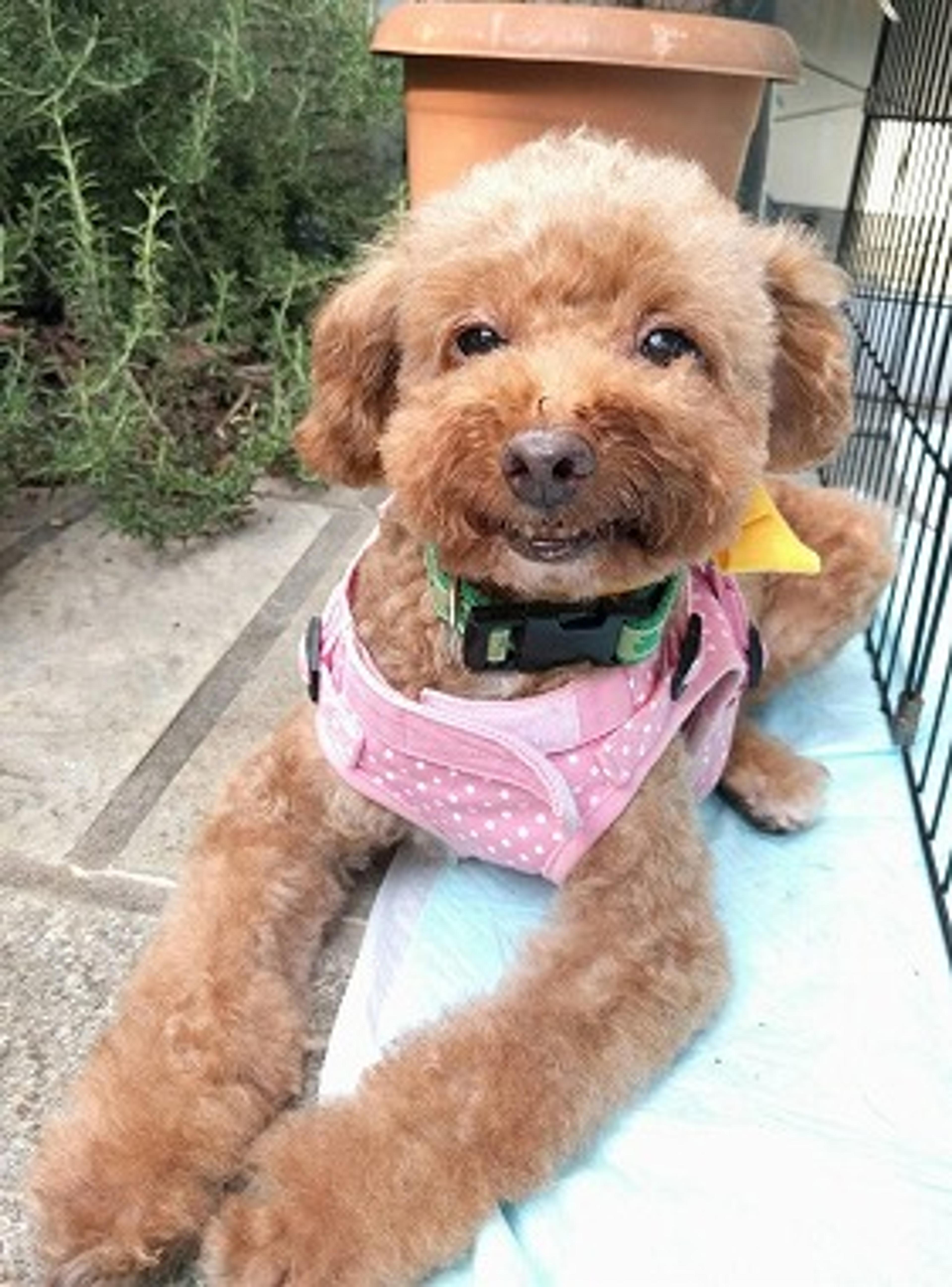 pet-image-3