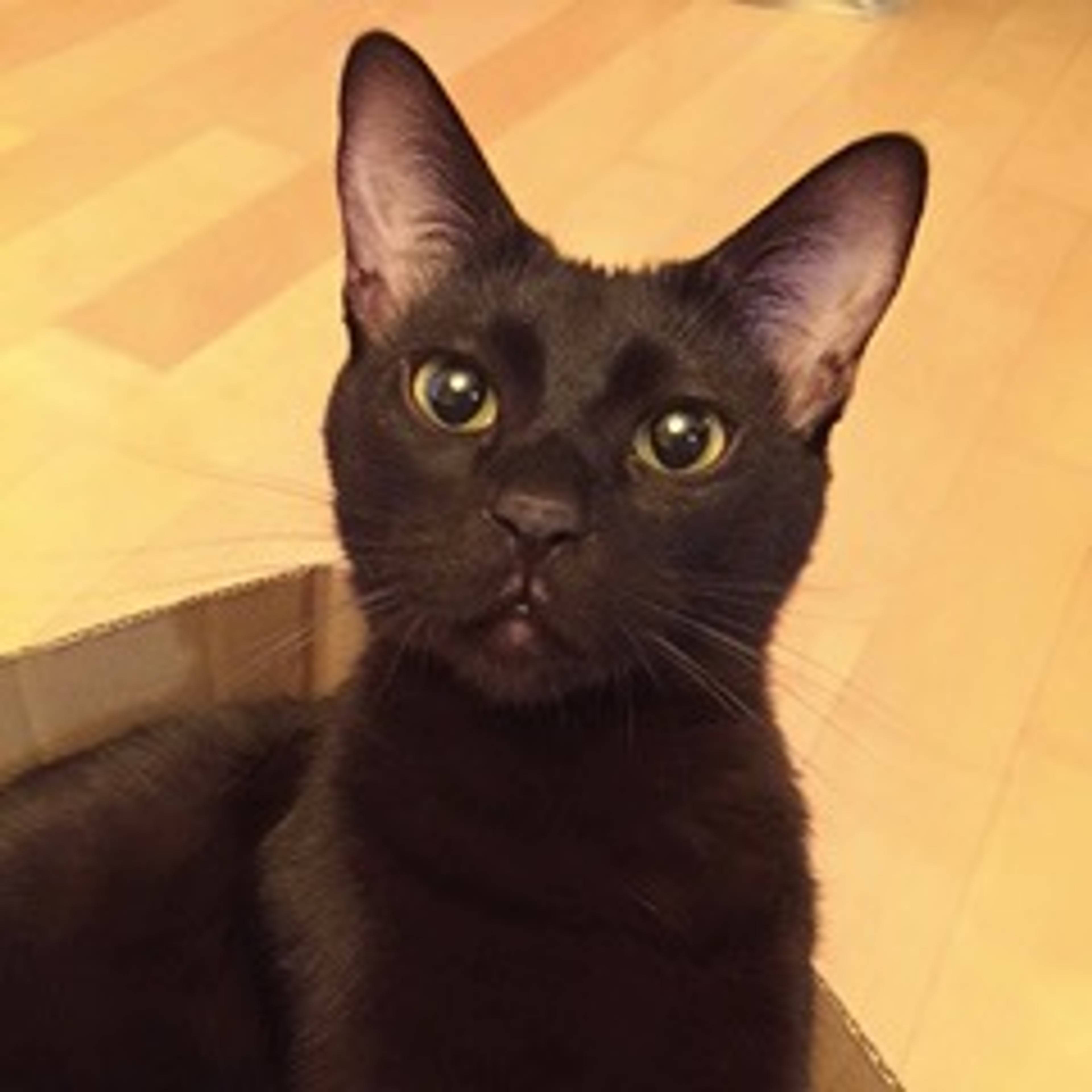 雑種（ミックス猫）・オスの里親募集の写真