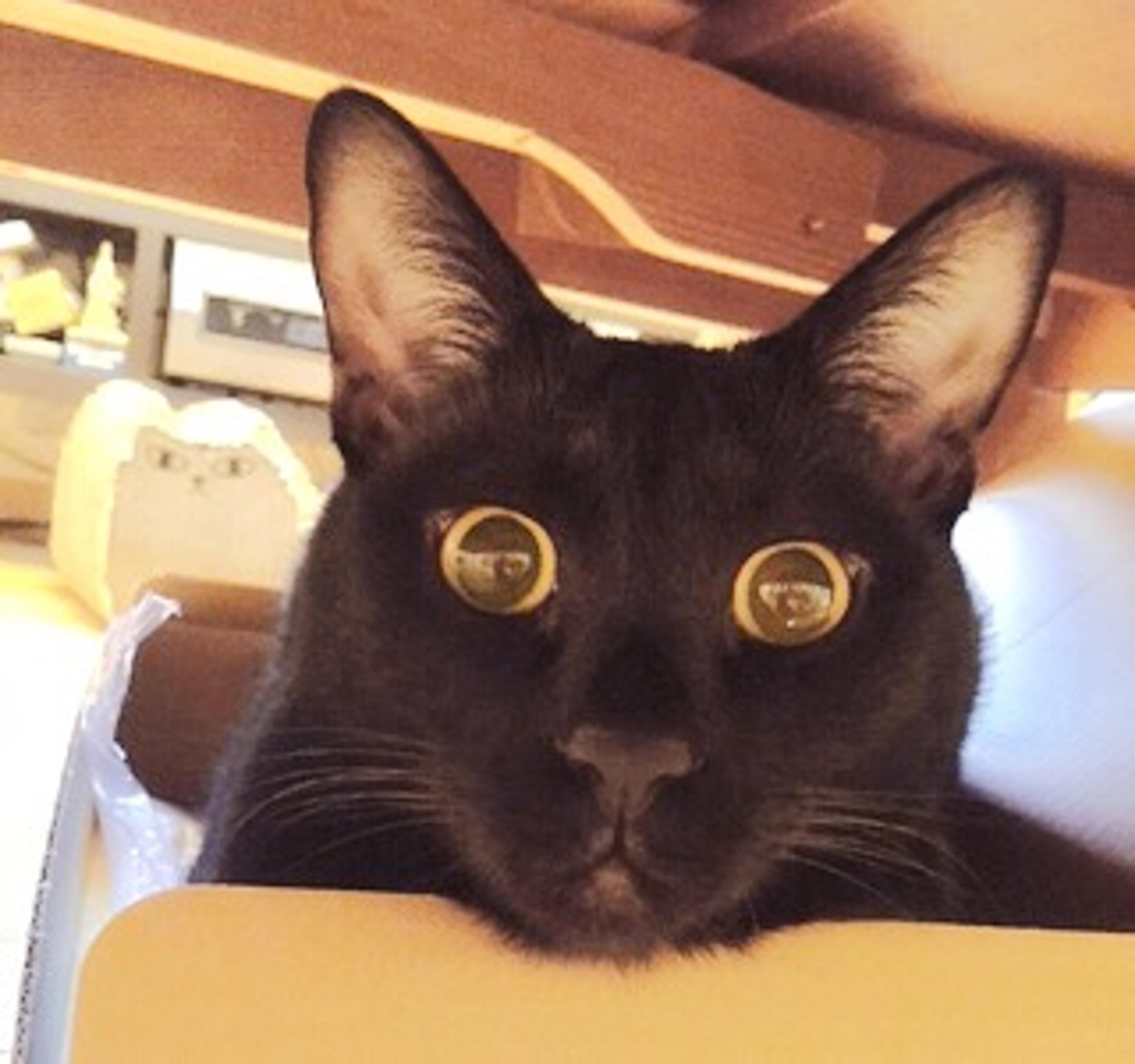 pet-image-2