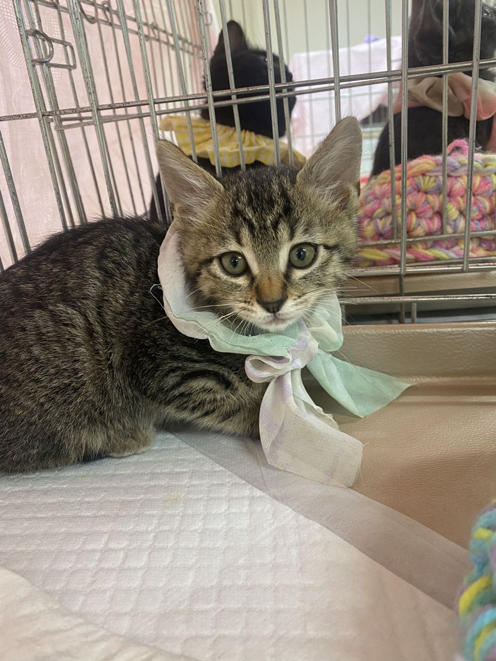 雑種（ミックス猫）・オスの里親募集の写真
